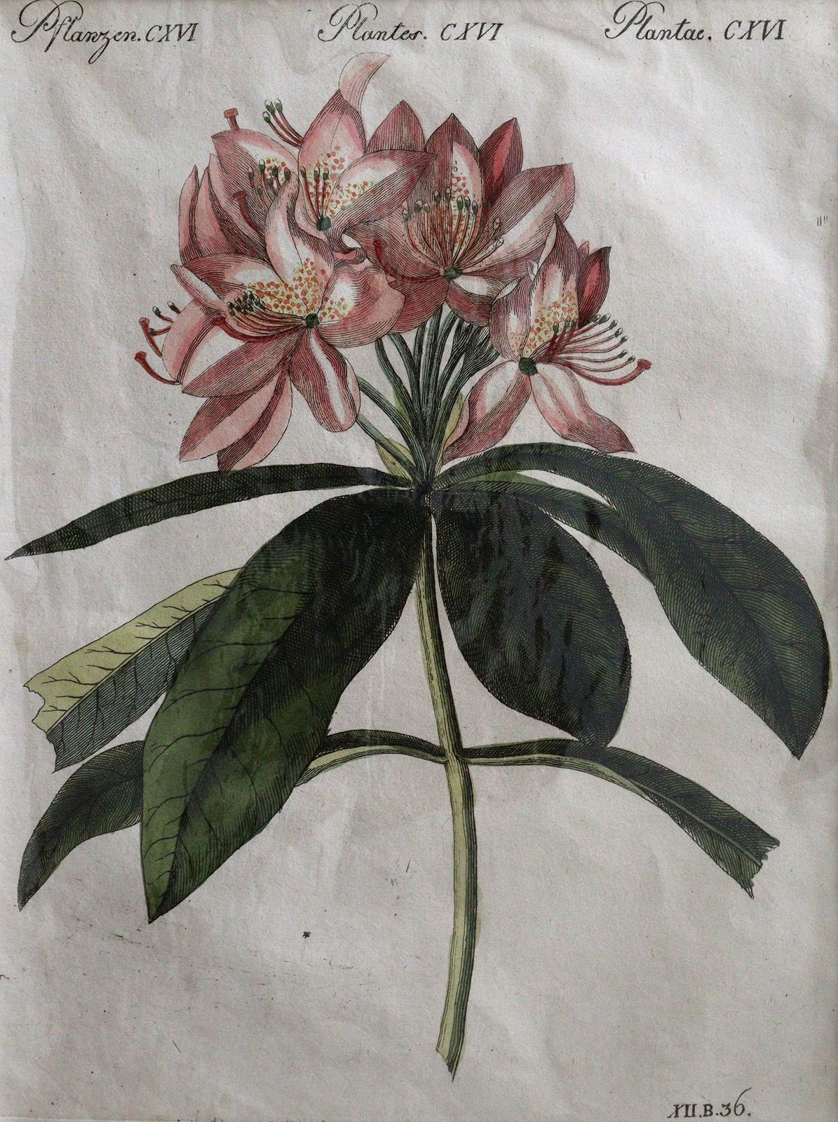 Blumen | Bild Nr.5