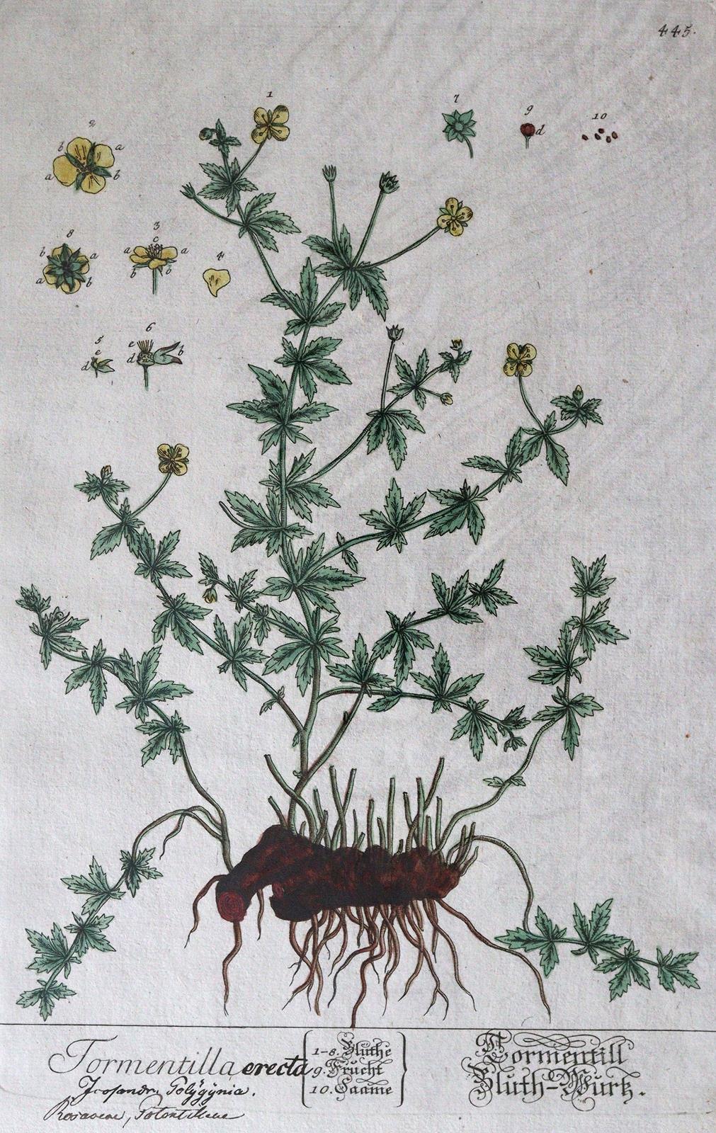 Blumen | Bild Nr.6