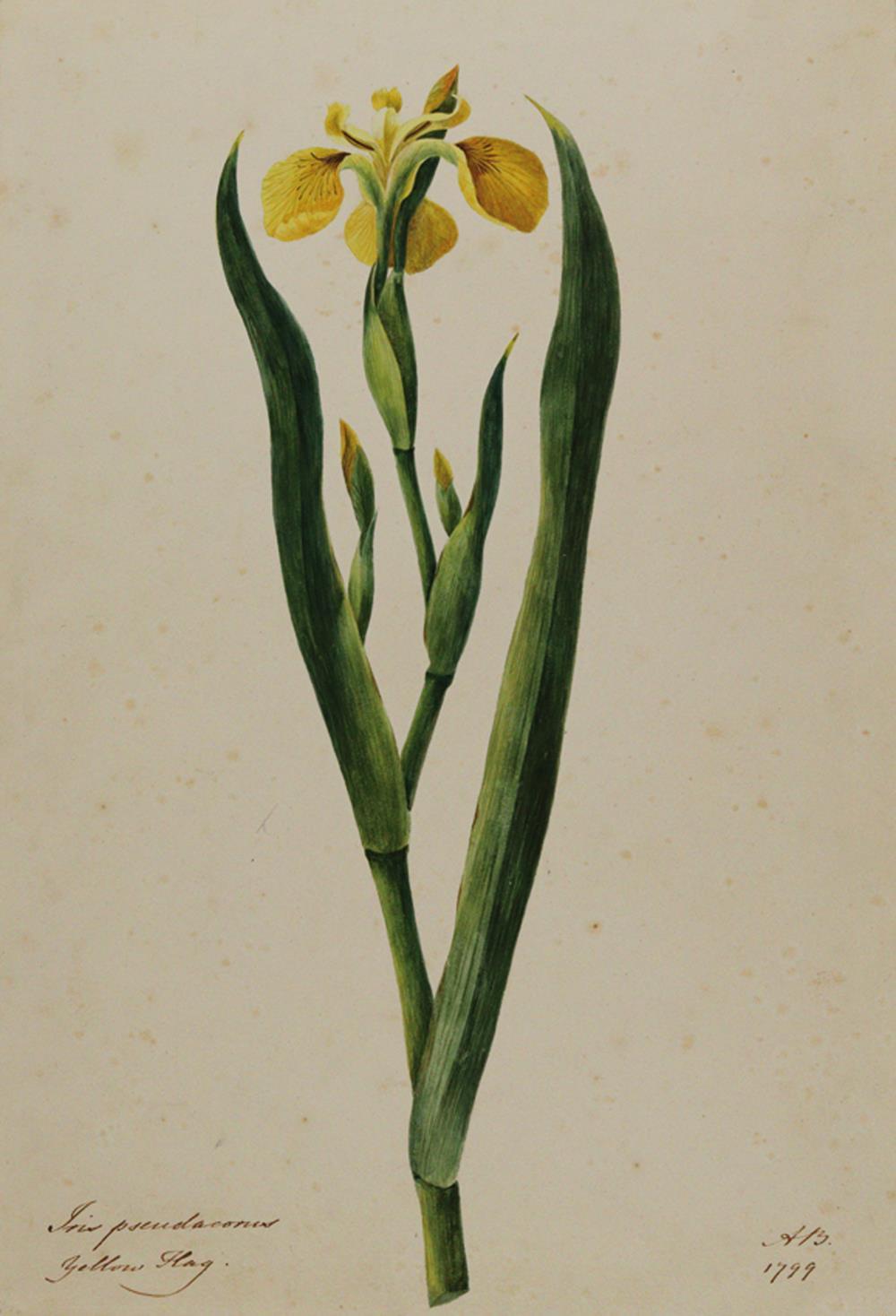 Iris. | Bild Nr.1
