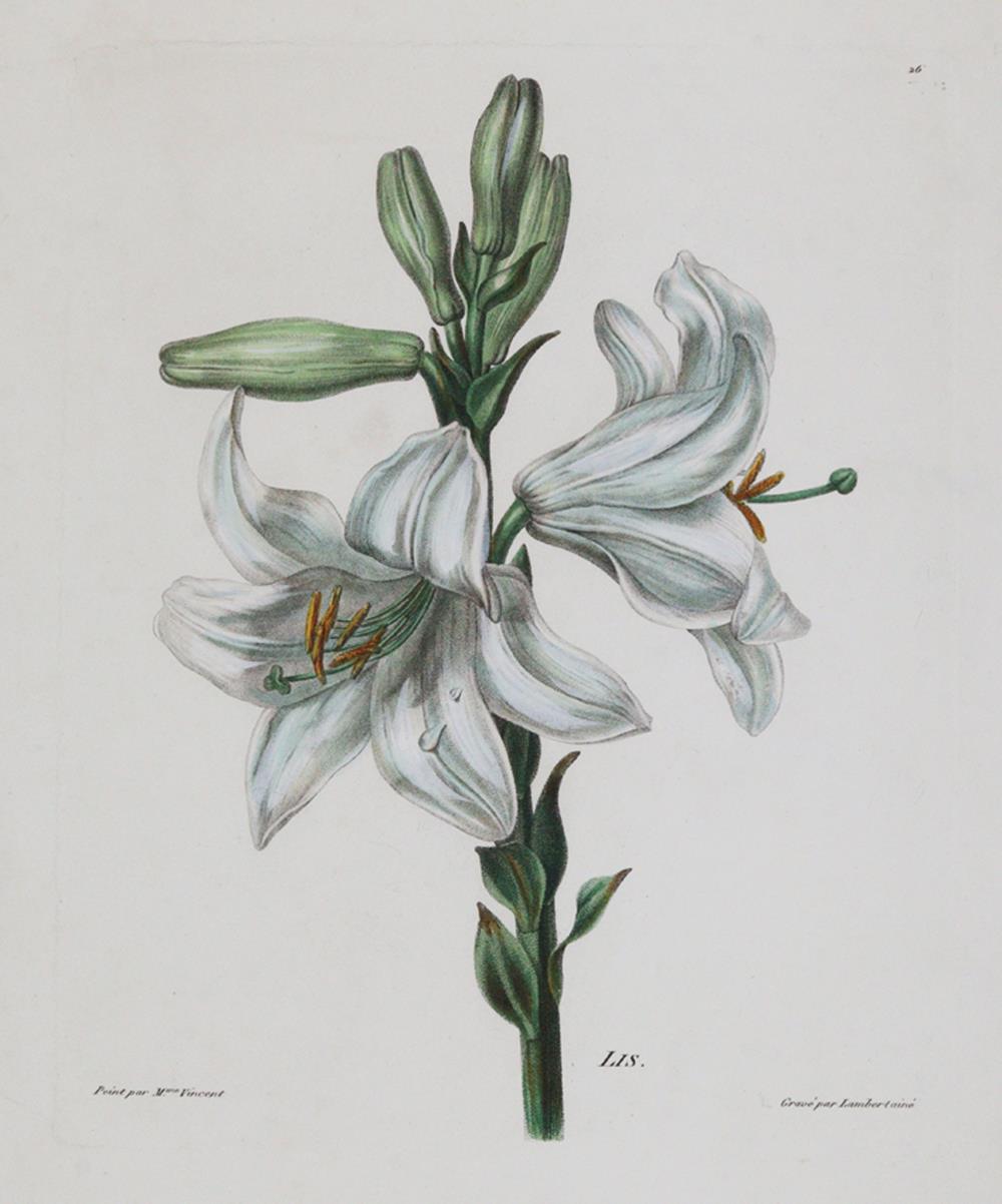 Iris. | Bild Nr.2