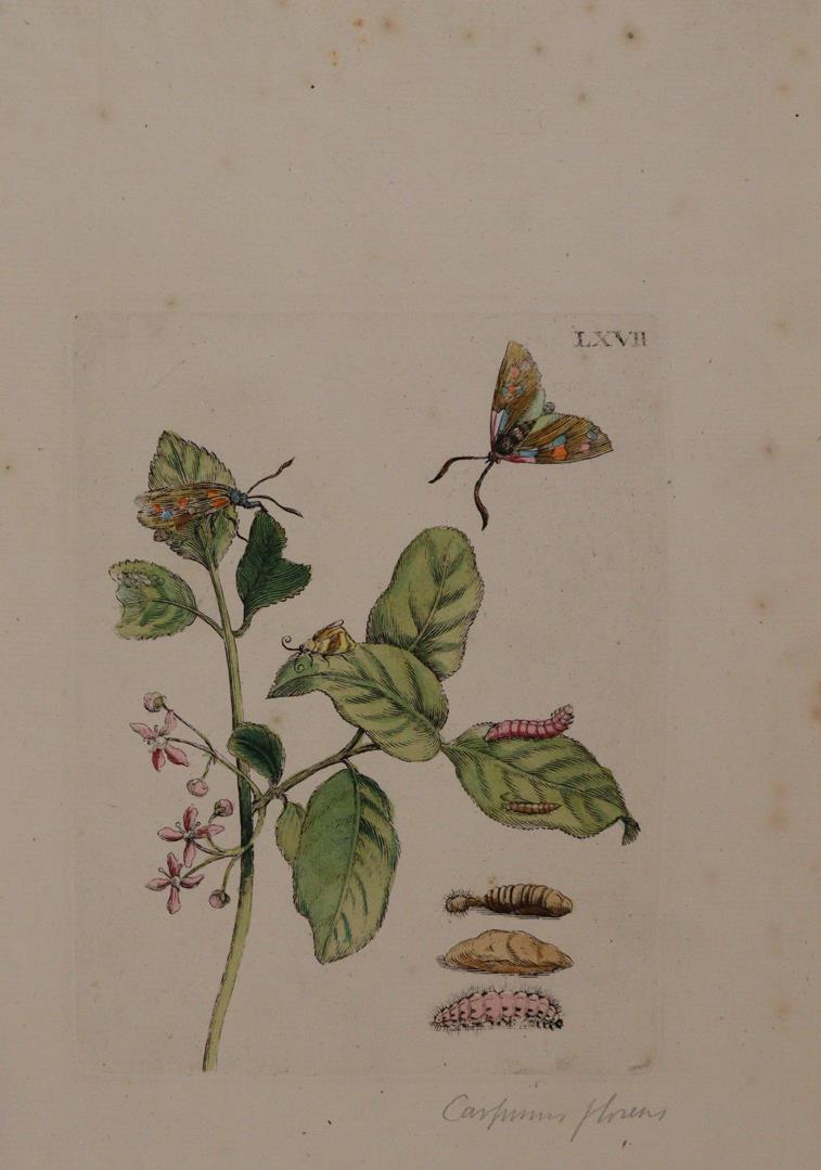 Merian, Maria Sibylla | Bild Nr.1