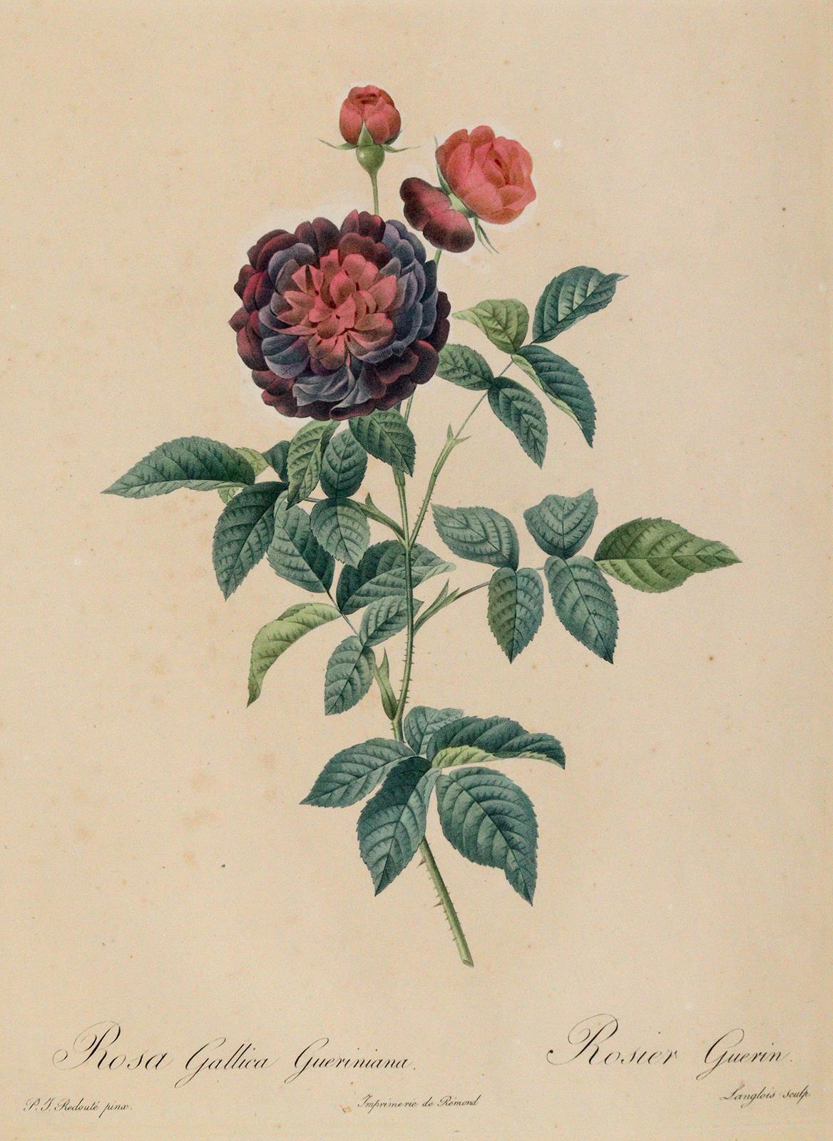 Redouté, P.J. | Bild Nr.2
