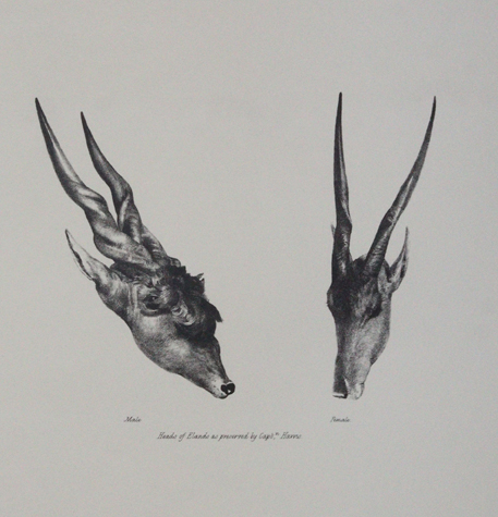 Cornwallis-Harris,W. | Bild Nr.1