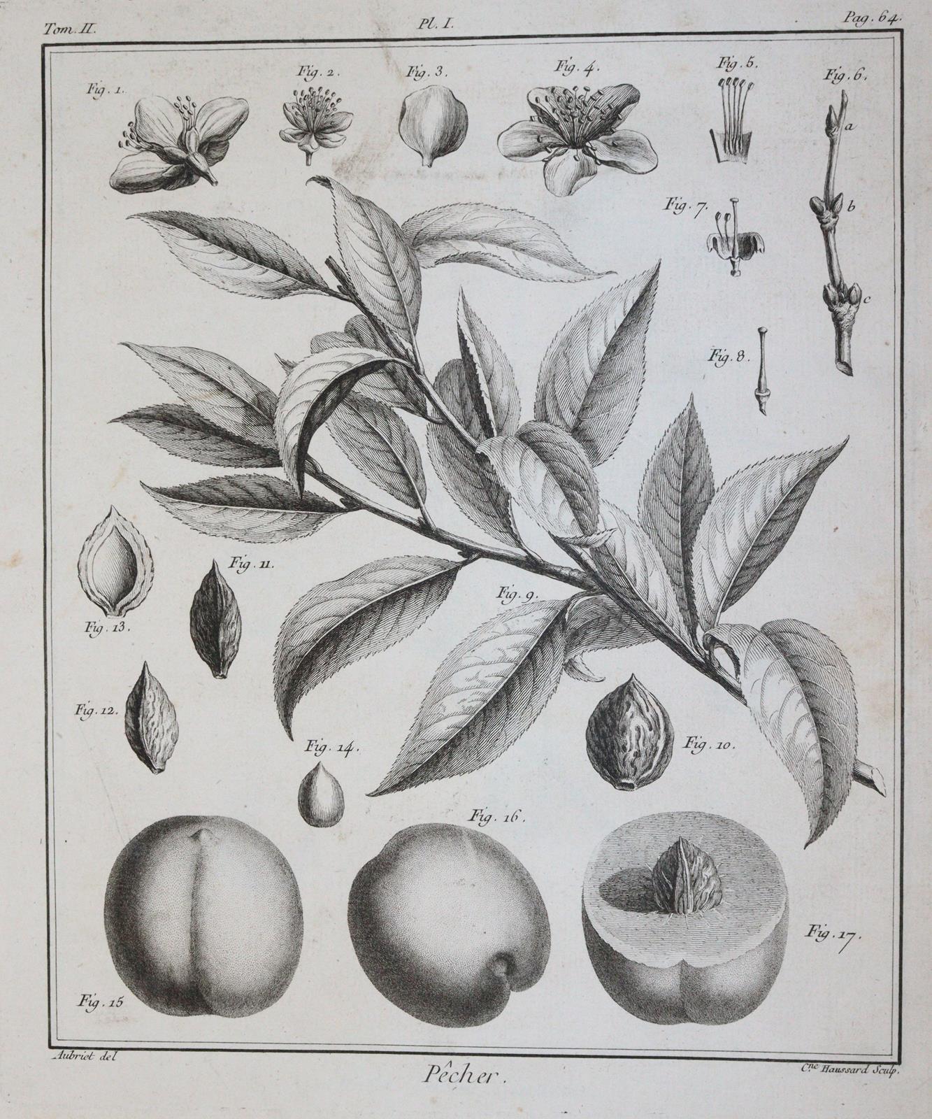 (Duhamel du Monceau,H.L. | Bild Nr.1