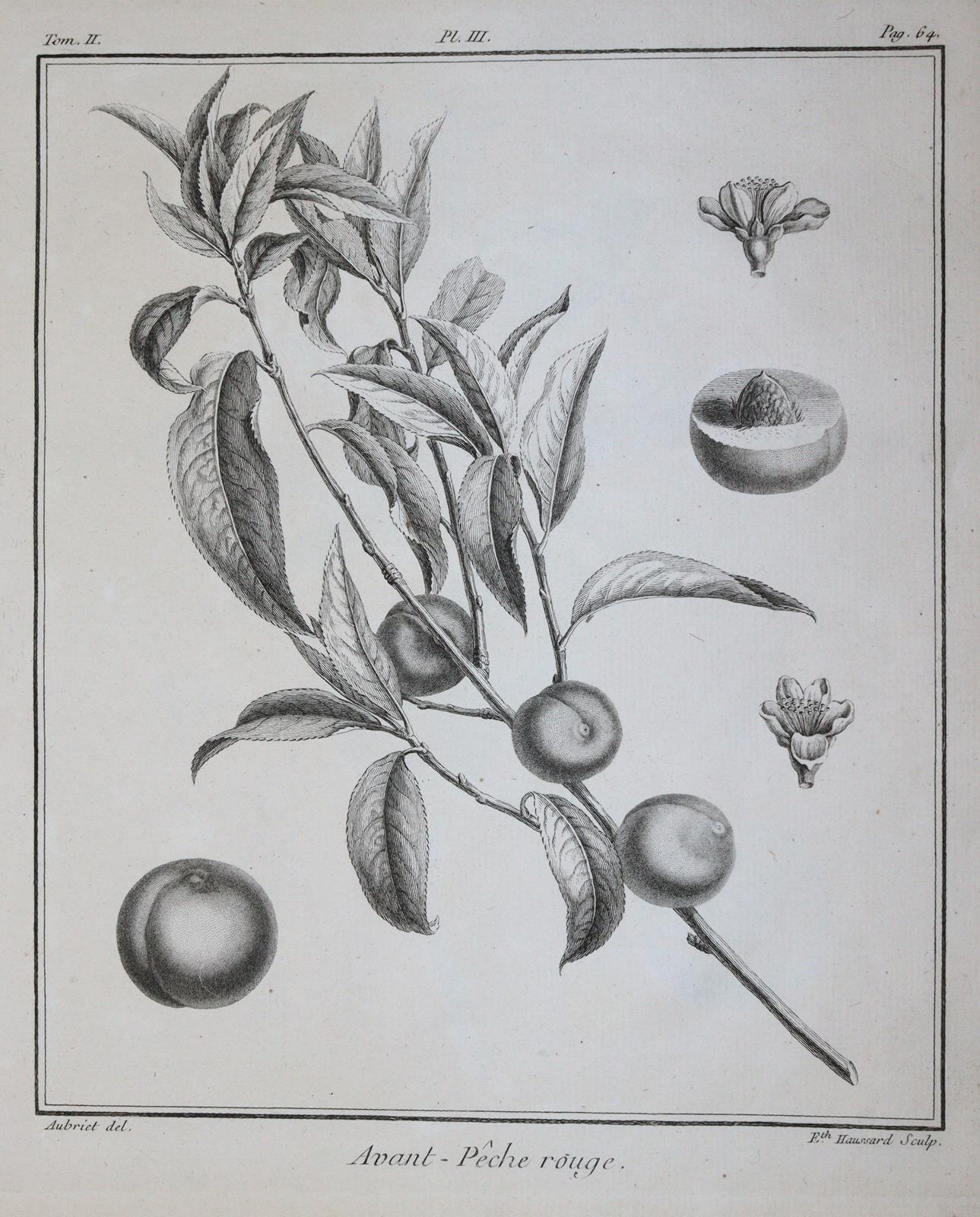 (Duhamel du Monceau,H.L. | Bild Nr.2