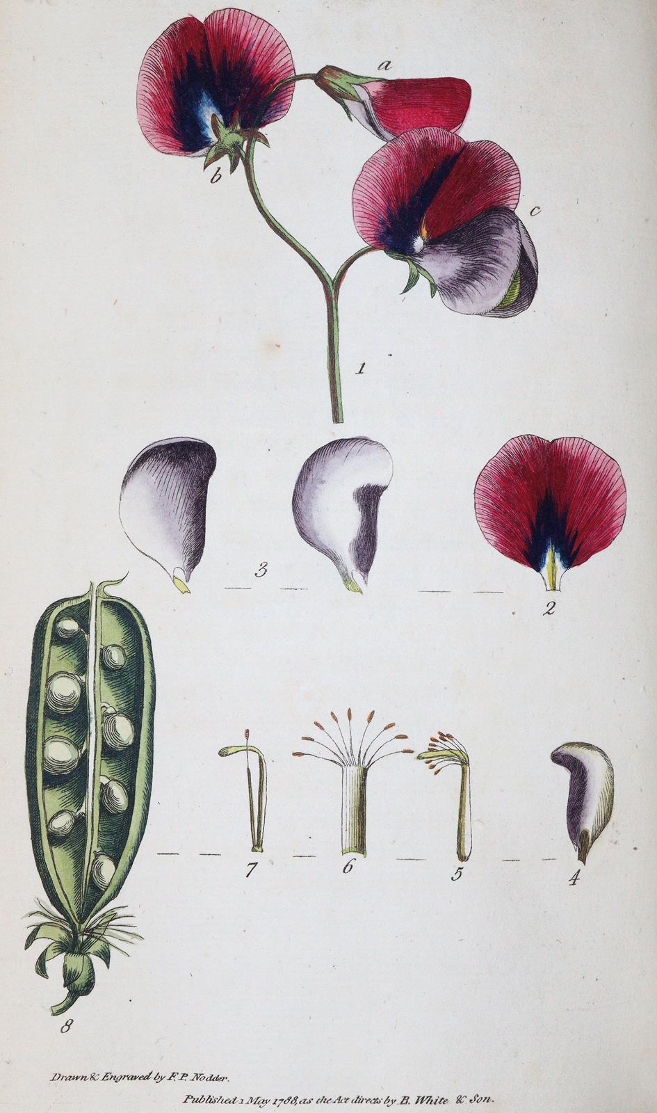 Rousseau,J.J. | Bild Nr.2