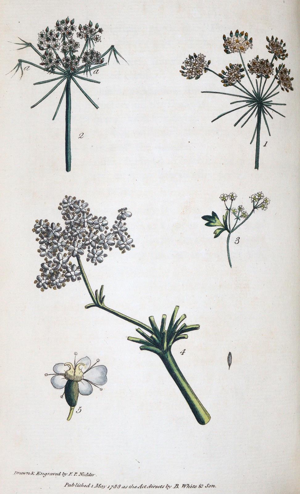 Rousseau,J.J. | Bild Nr.3