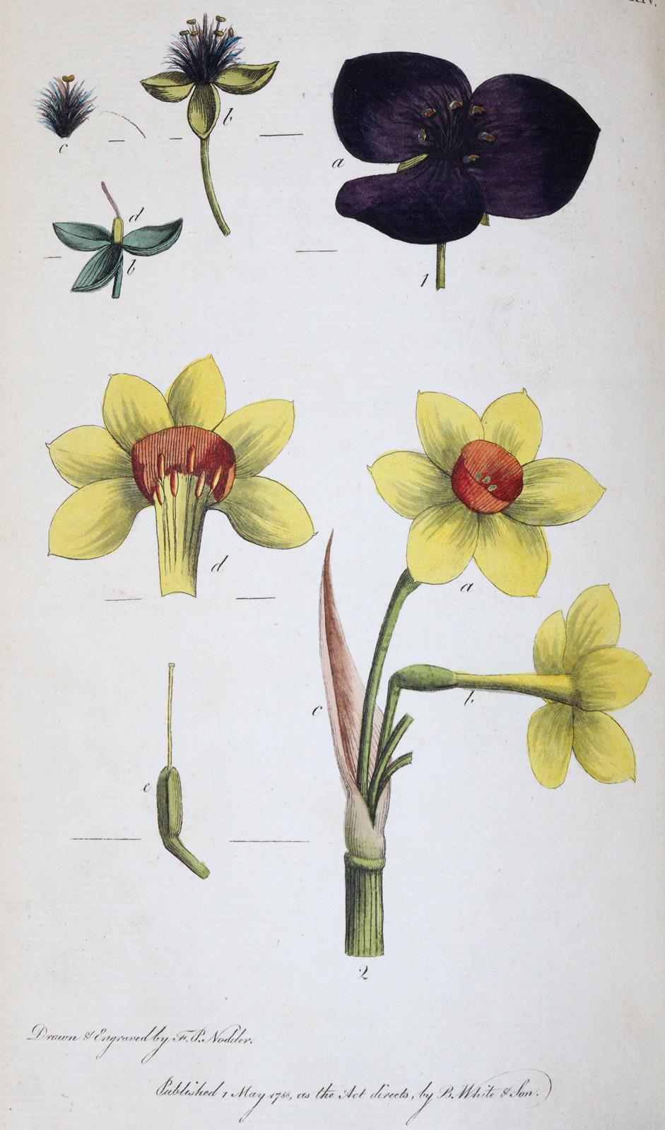 Rousseau,J.J. | Bild Nr.5