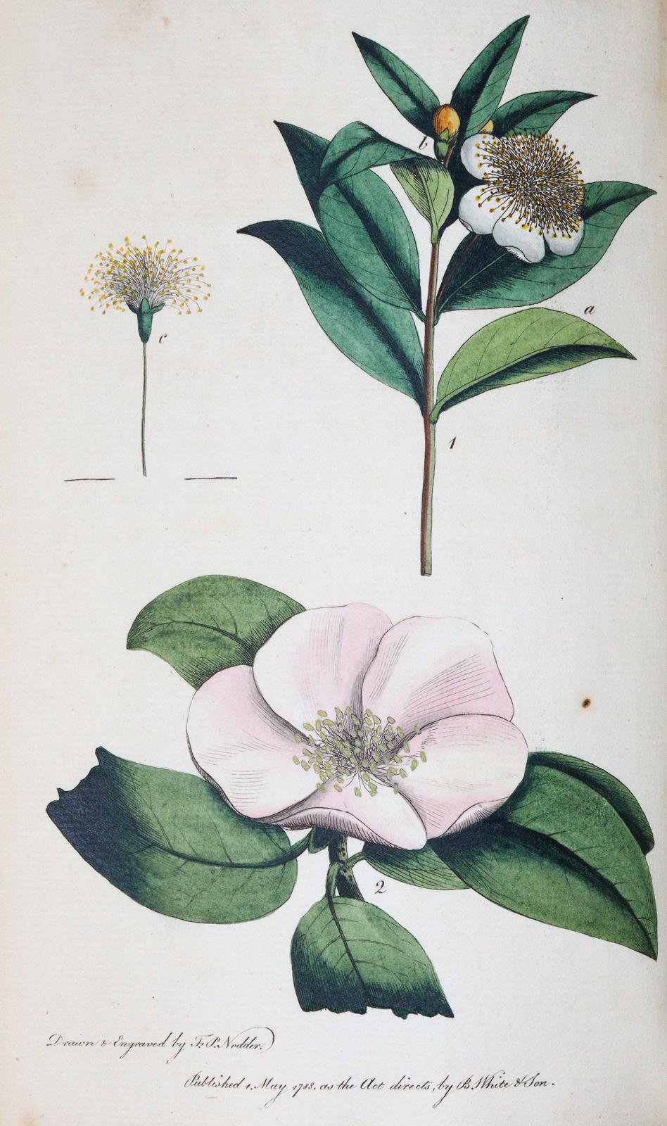 Rousseau,J.J. | Bild Nr.6