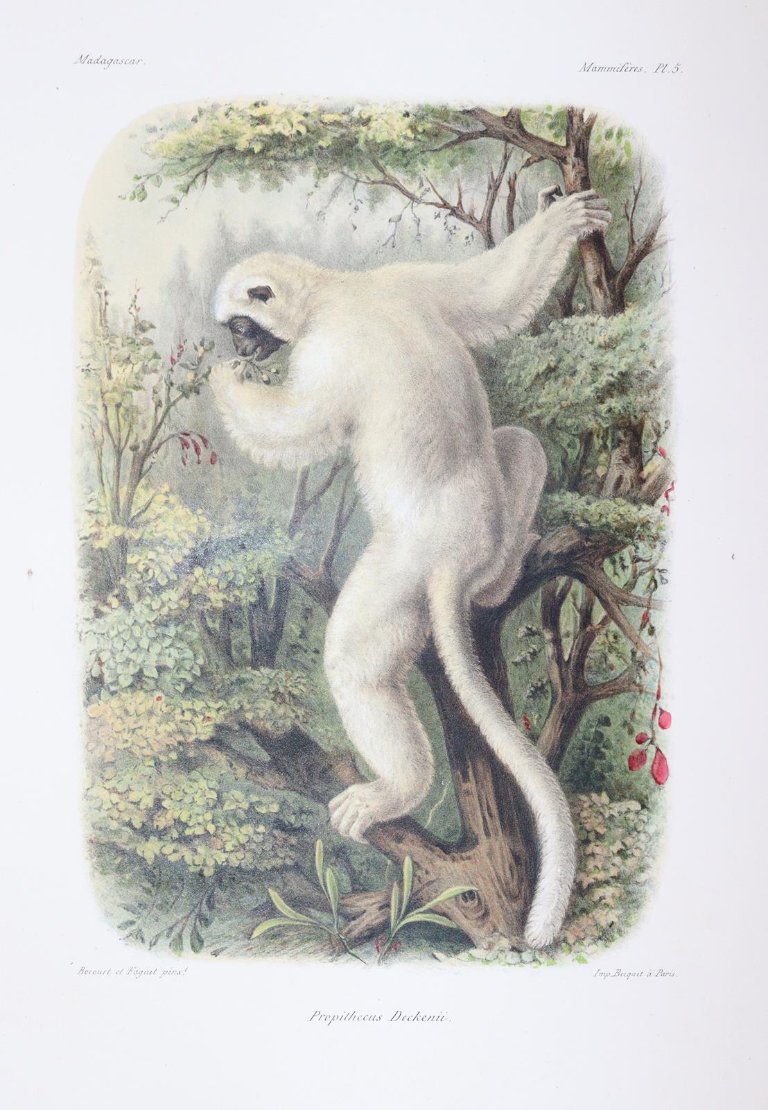 Grandidier,A. | Bild Nr.3