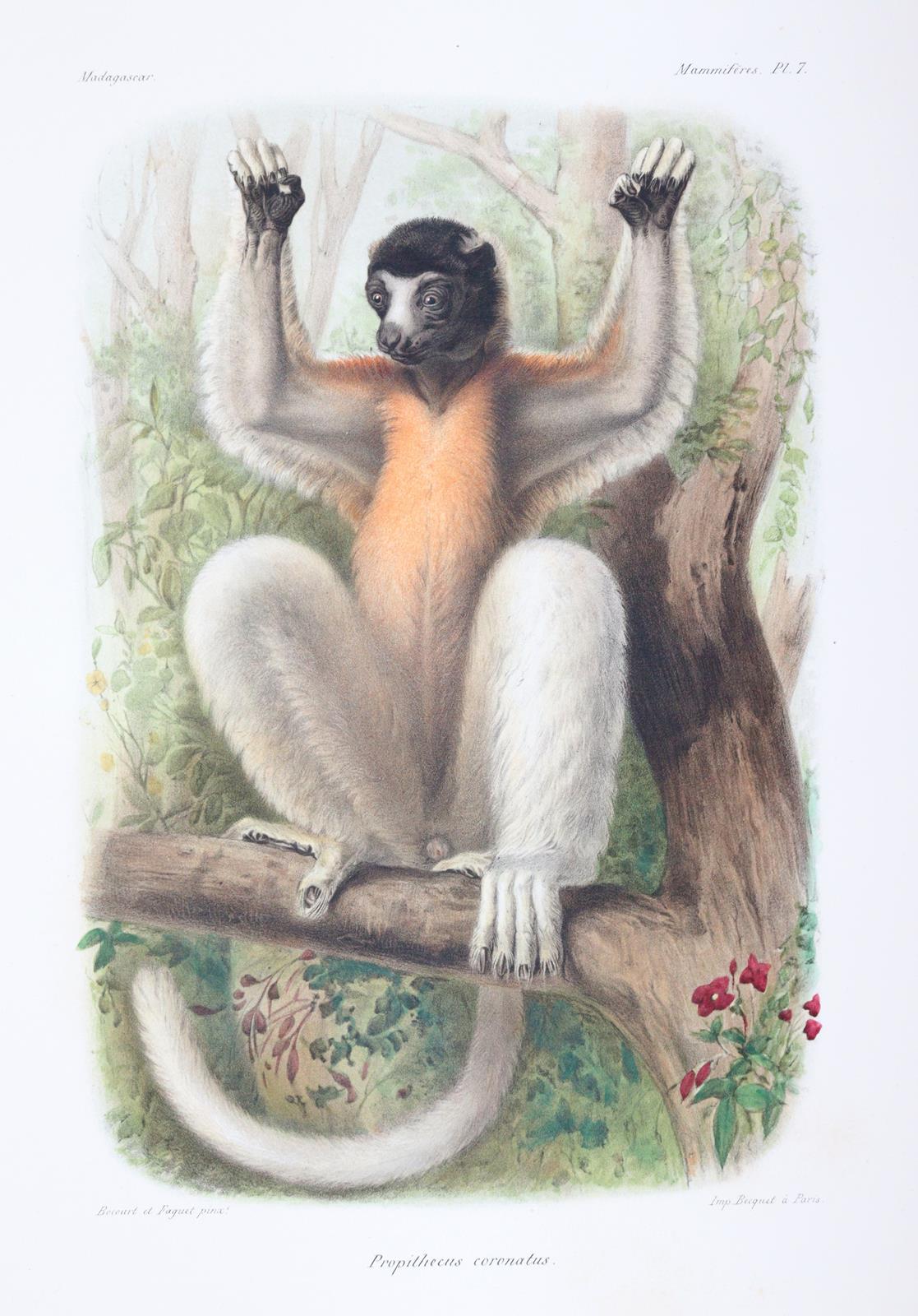 Grandidier,A. | Bild Nr.4