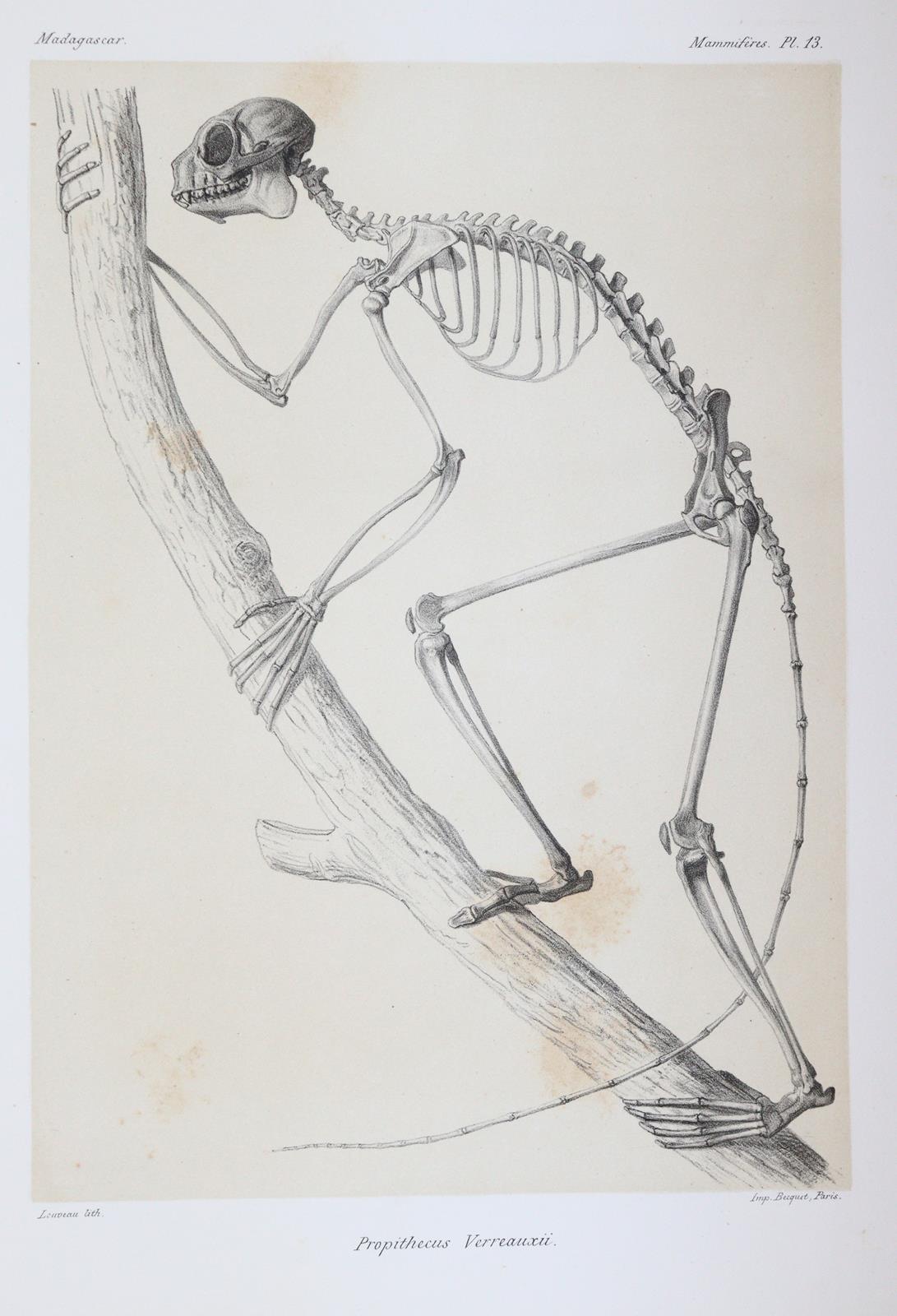 Grandidier,A. | Bild Nr.5