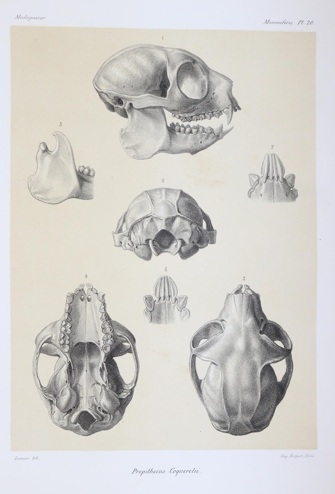 Grandidier,A. | Bild Nr.6