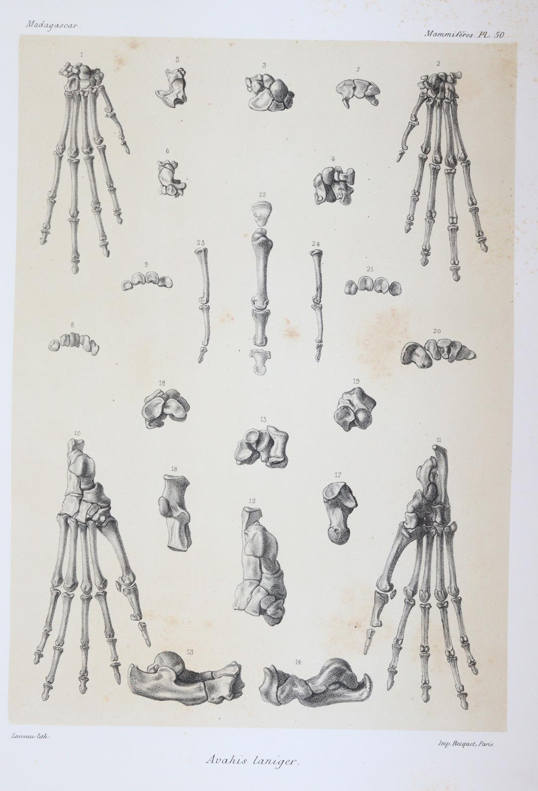 Grandidier,A. | Bild Nr.7