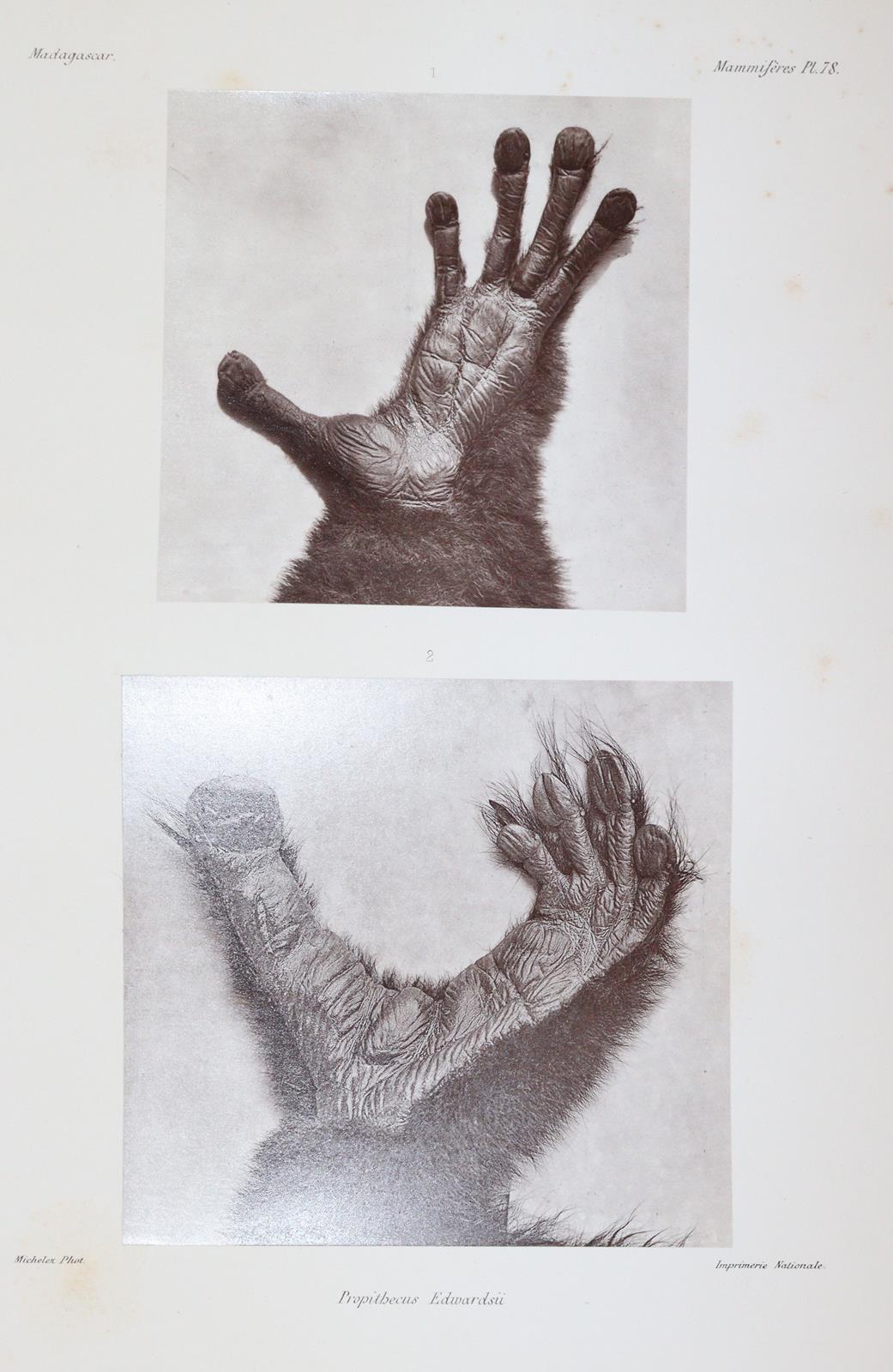 Grandidier,A. | Bild Nr.8