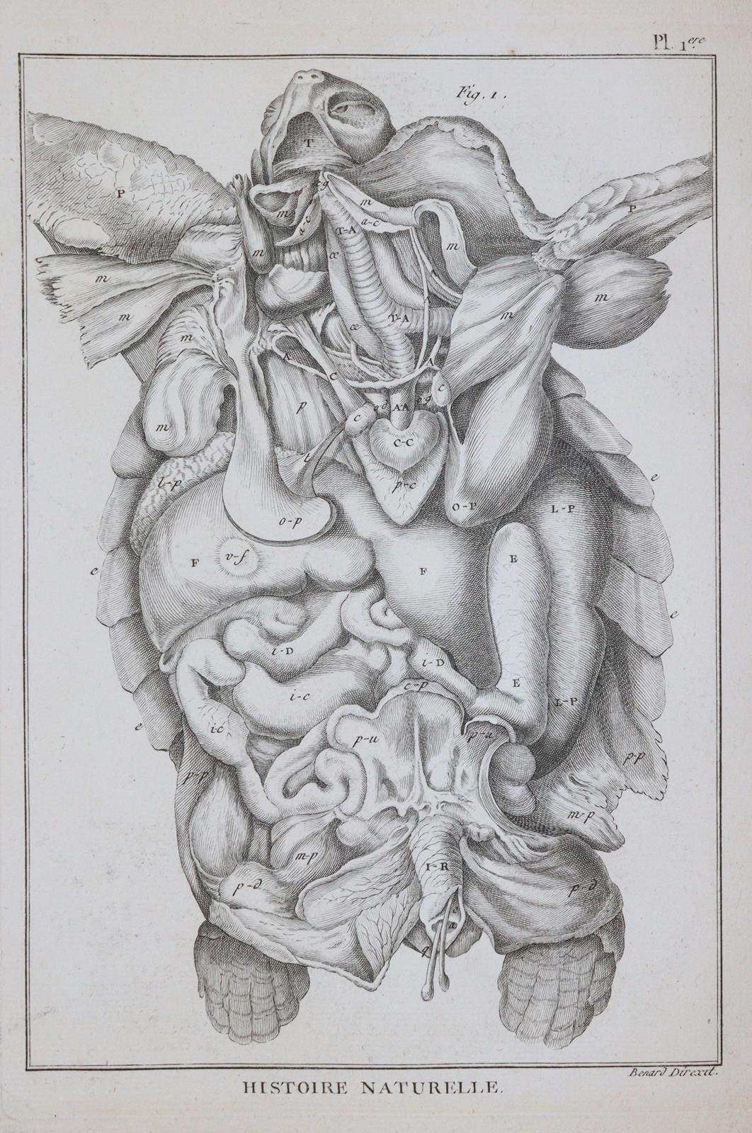 Bonnaterre,(J.P.). | Bild Nr.3