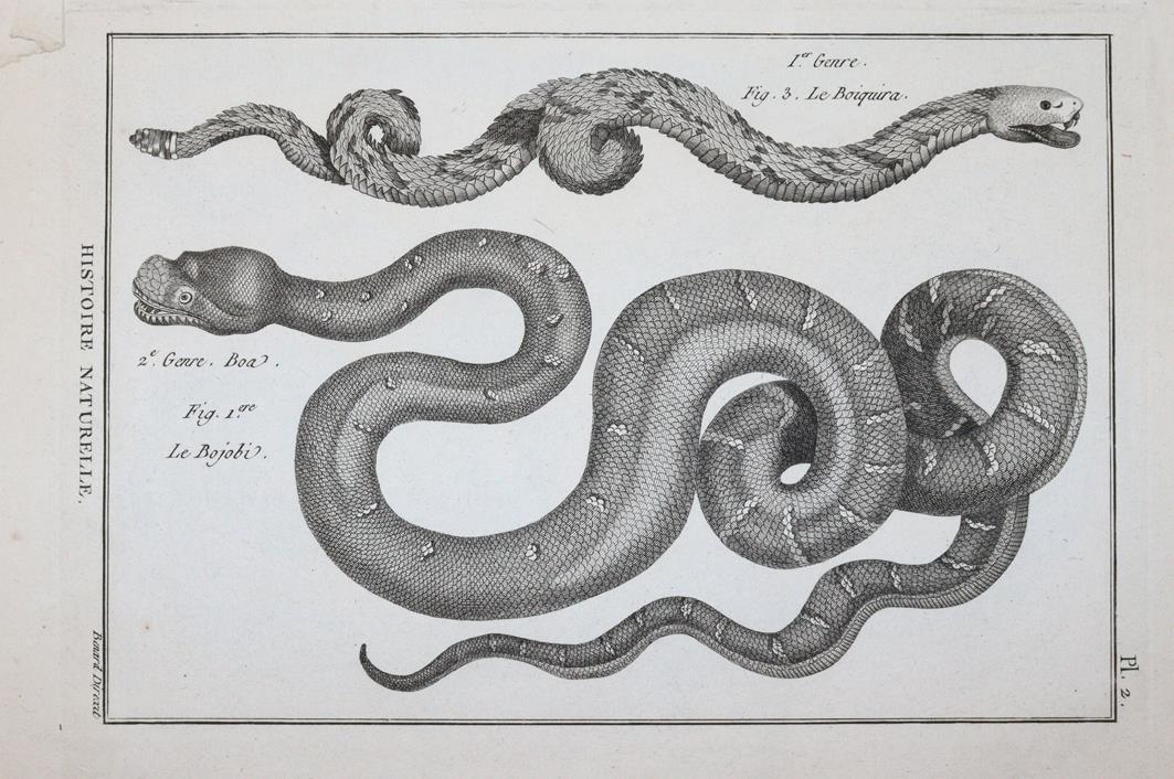 (Bonnaterre,P.J. | Bild Nr.1