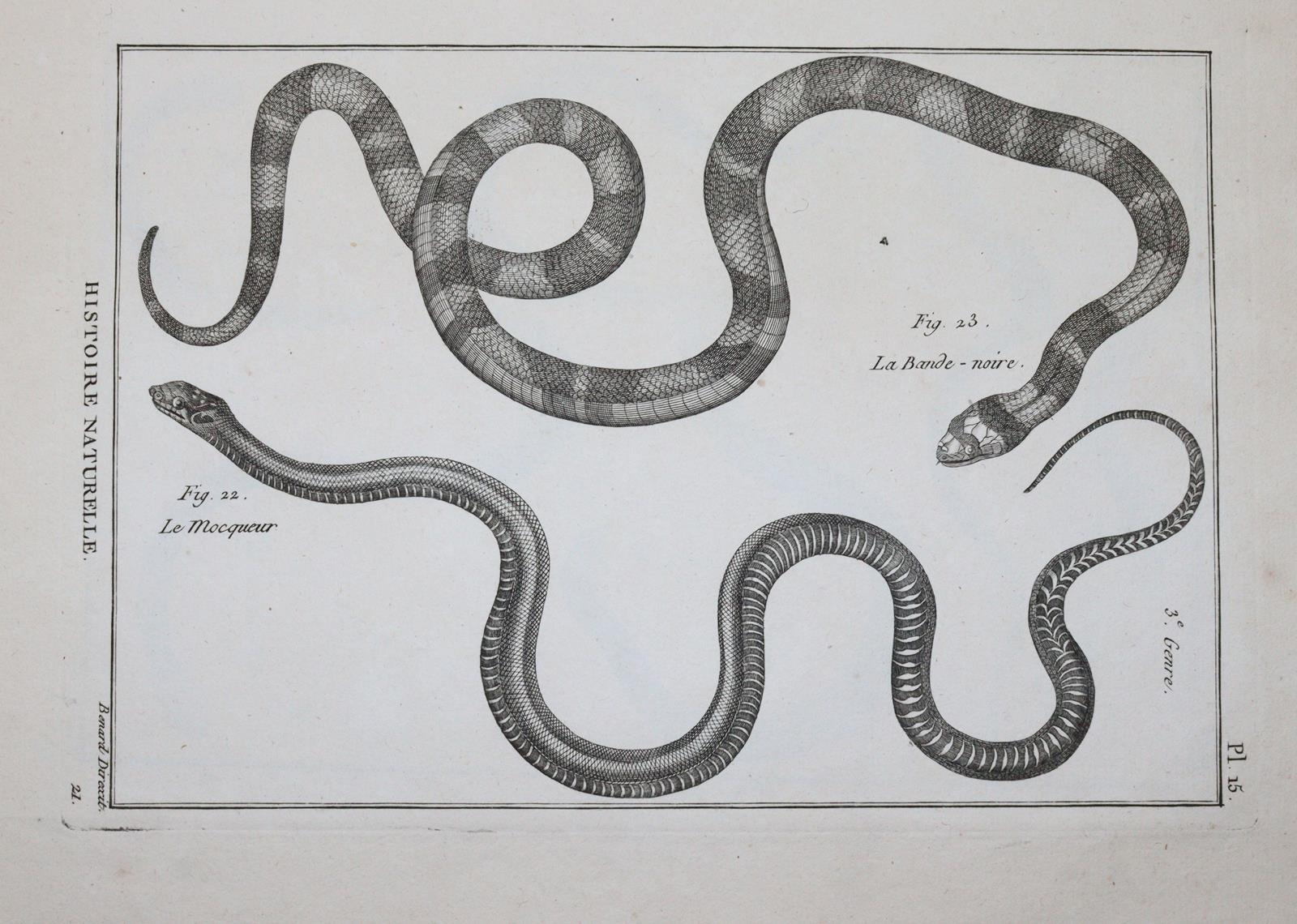 (Bonnaterre,P.J. | Bild Nr.2