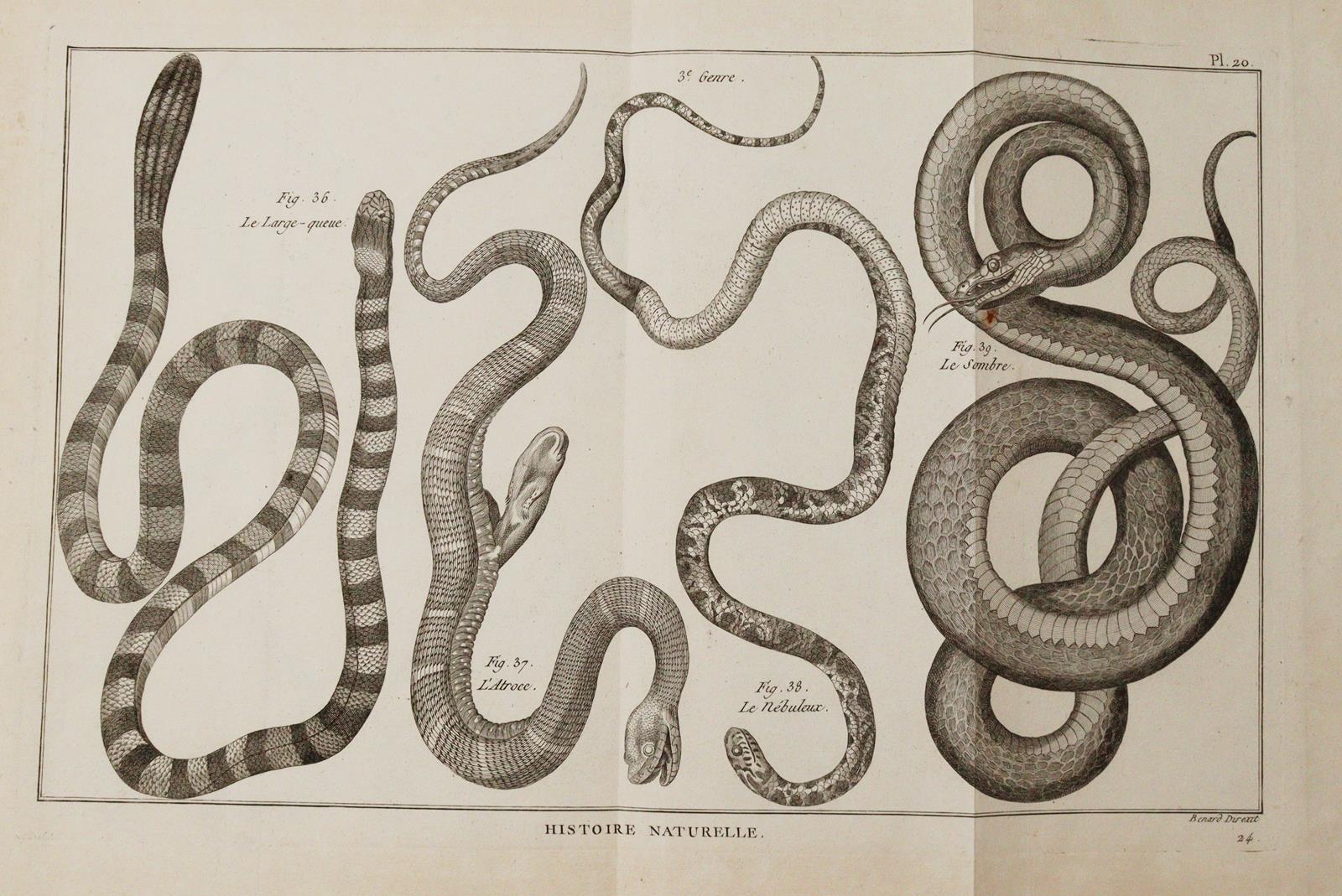 (Bonnaterre,P.J. | Bild Nr.3