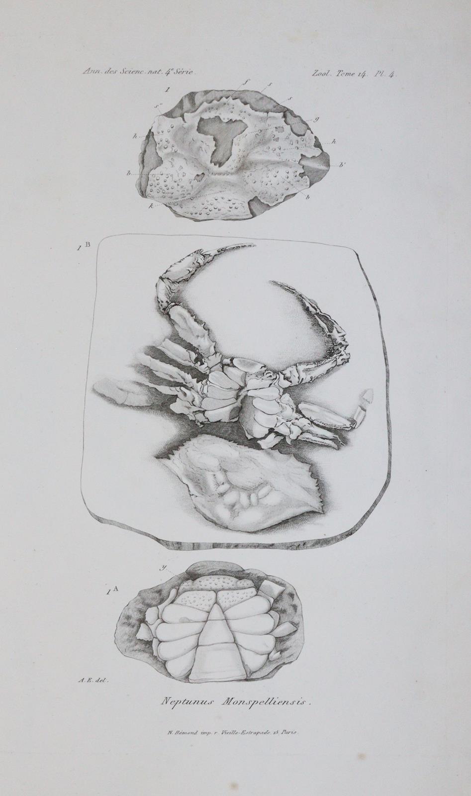 Milne-Edwards,A. | Bild Nr.2