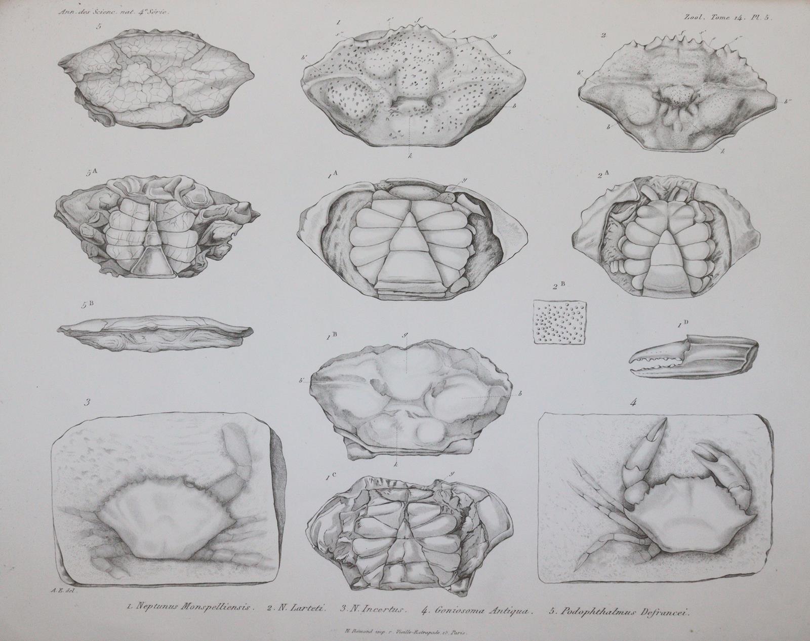 Milne-Edwards,A. | Bild Nr.3