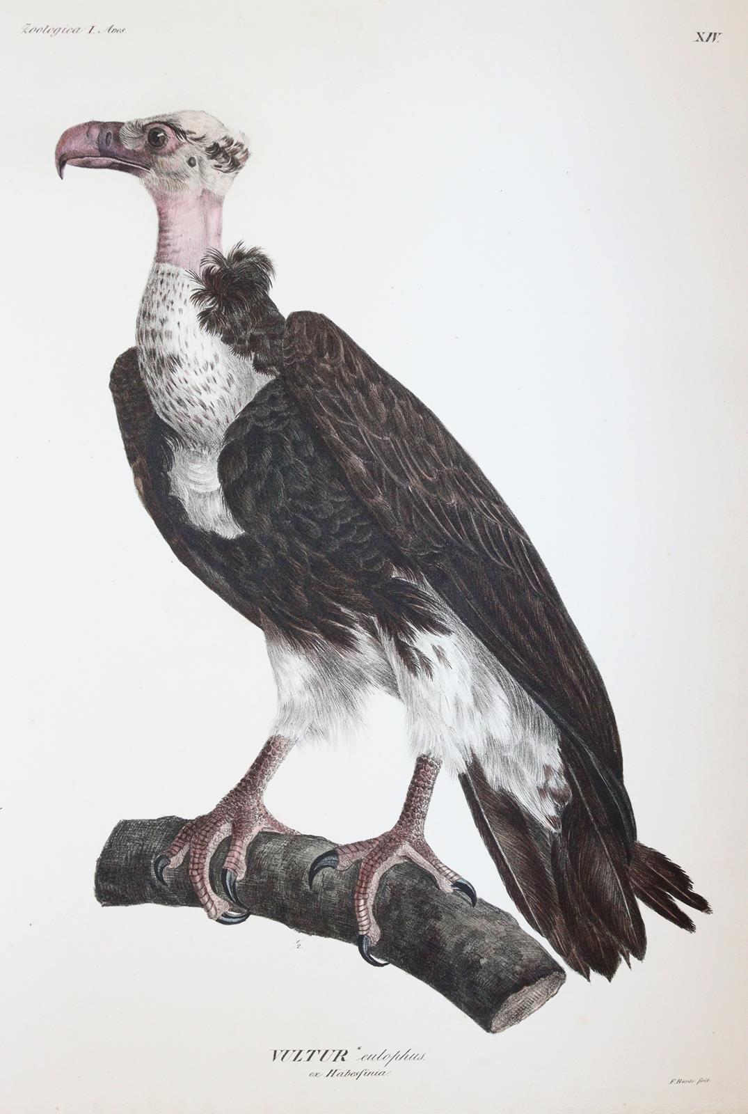 Ehrenberg,C.G. | Bild Nr.6