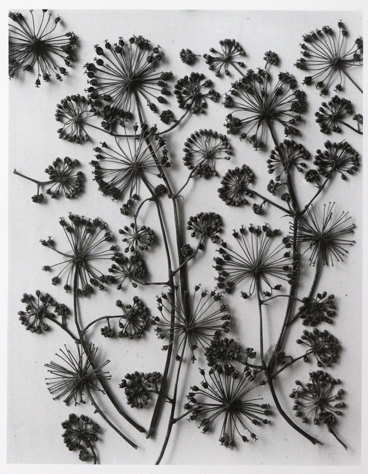 Blossfeld, Karl | Bild Nr.4