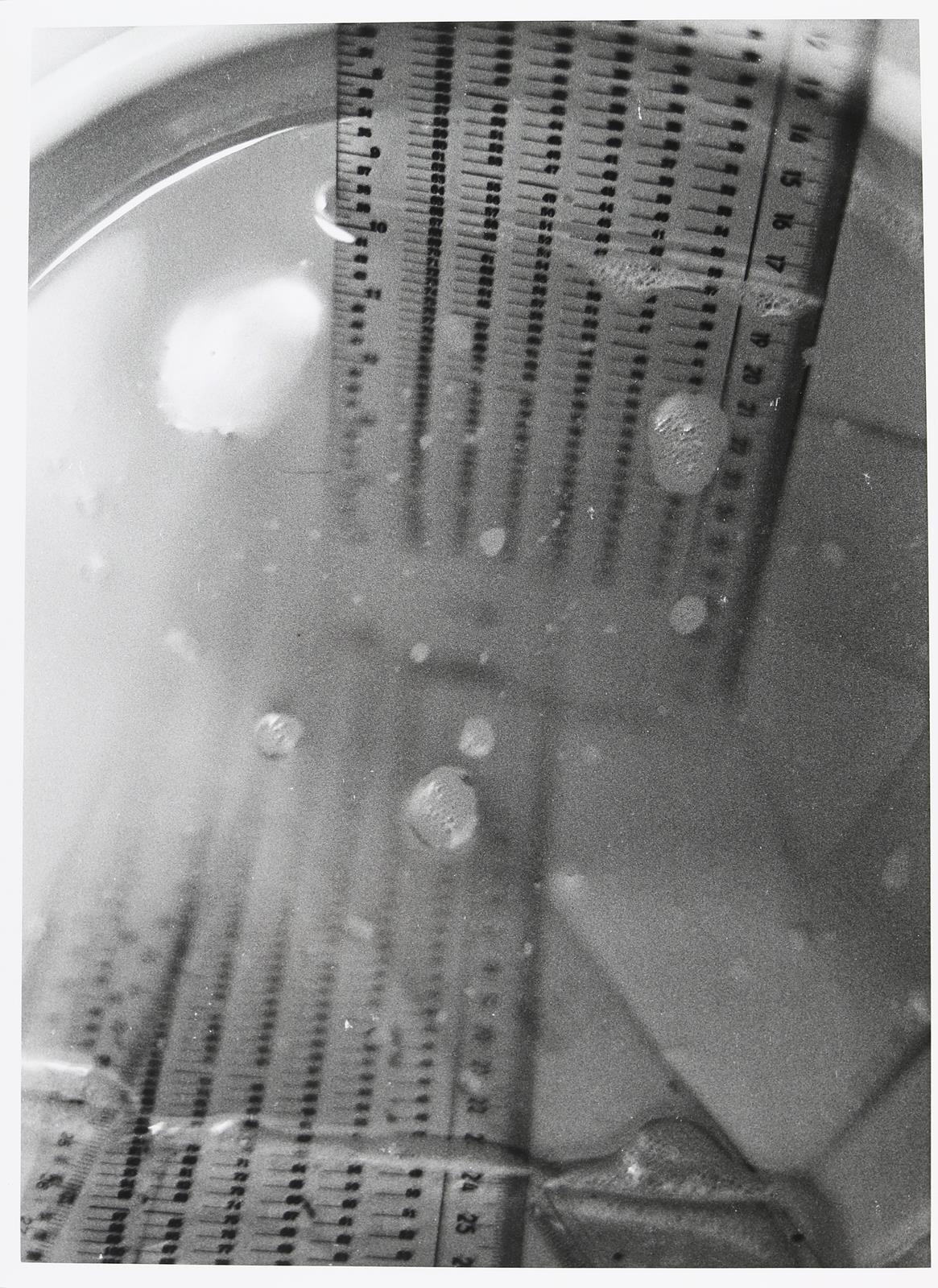 Polke, Sigmar | Bild Nr.6