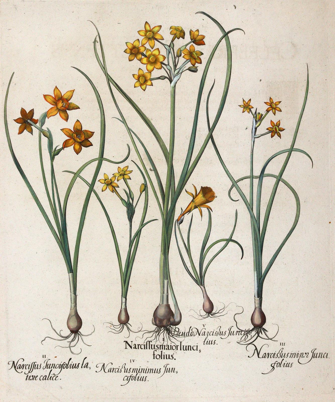 Besler, Basilius | Bild Nr.1