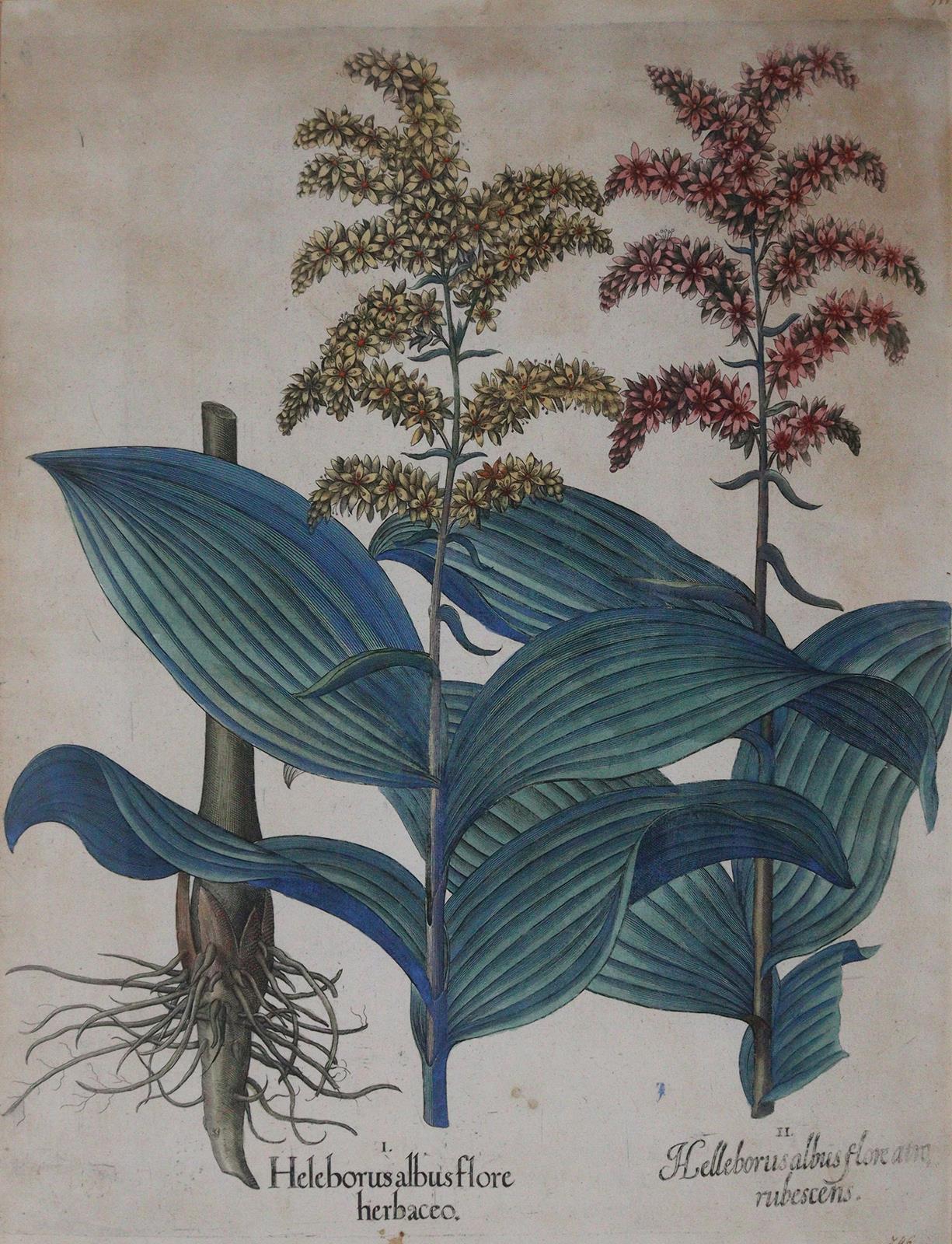 Besler, Basilius | Bild Nr.2