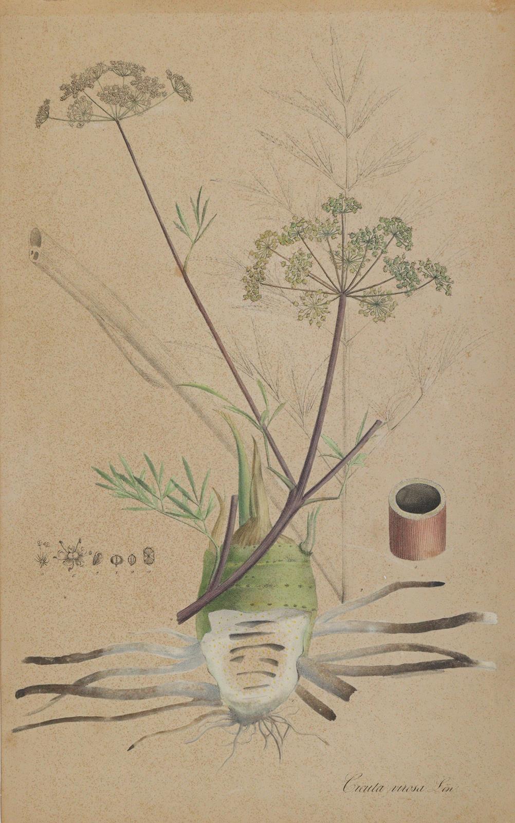 Christrose u. Wasserschierling. | Bild Nr.1