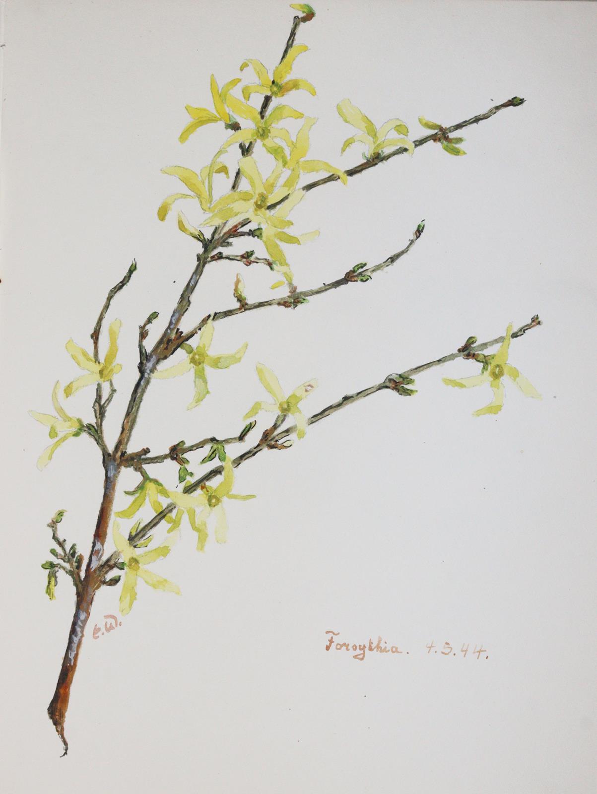 Mein Schluchsee-Herbarium. | Bild Nr.5