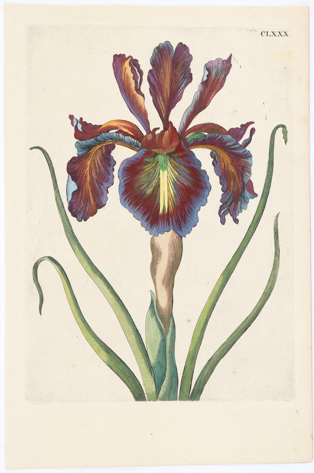 Merian, Maria Sibylla | Bild Nr.1