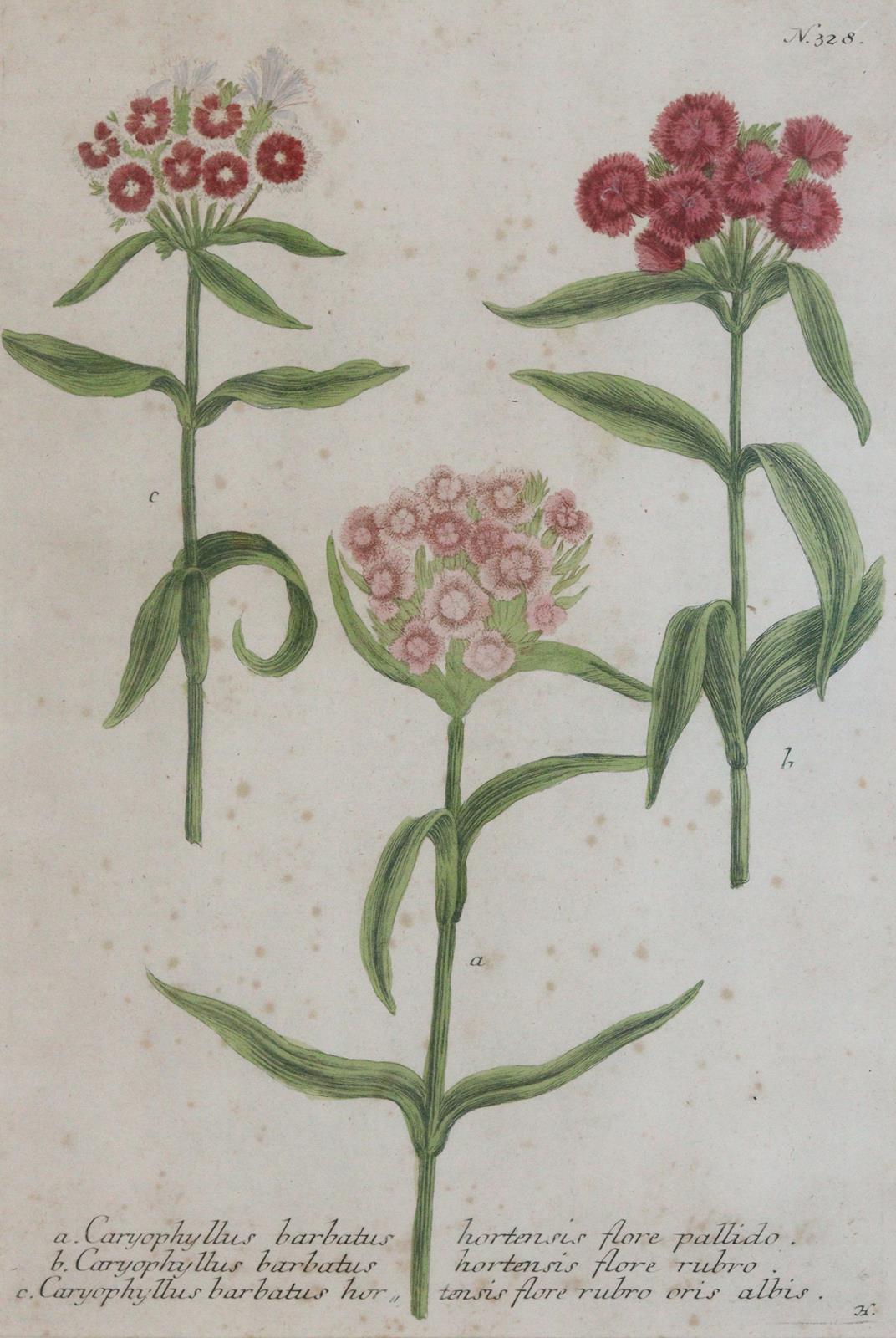 Weinmann, Johann Wilhelm | Bild Nr.2