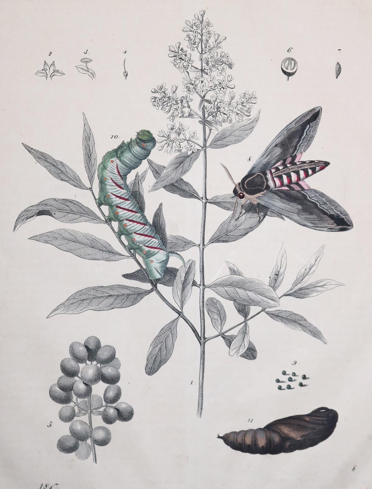 Flora & Fauna. | Bild Nr.2