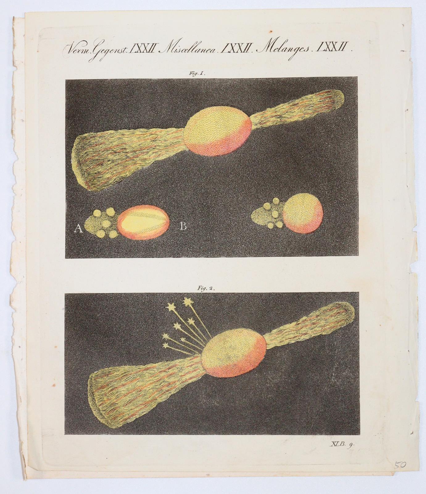 Sammlung | Bild Nr.14