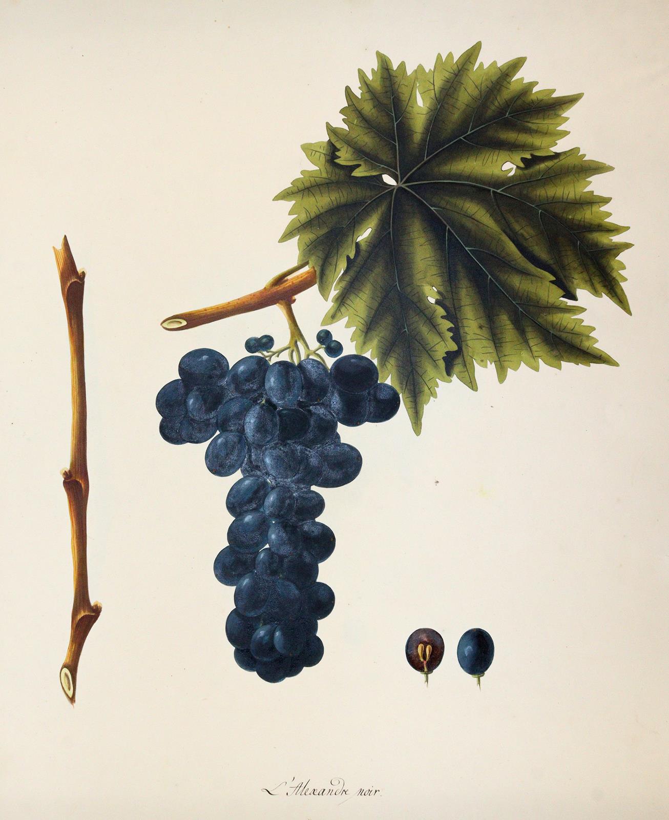 Kerner, Johann Simon von | Bild Nr.1