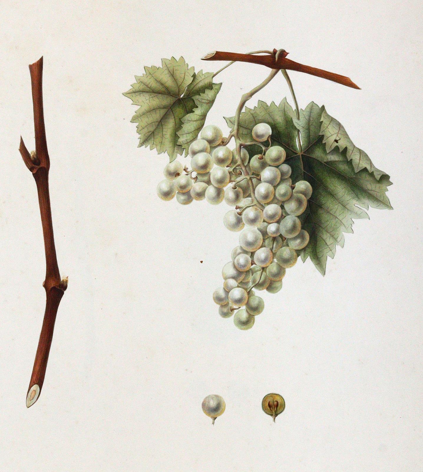 Kerner, Johann Simon von | Bild Nr.2