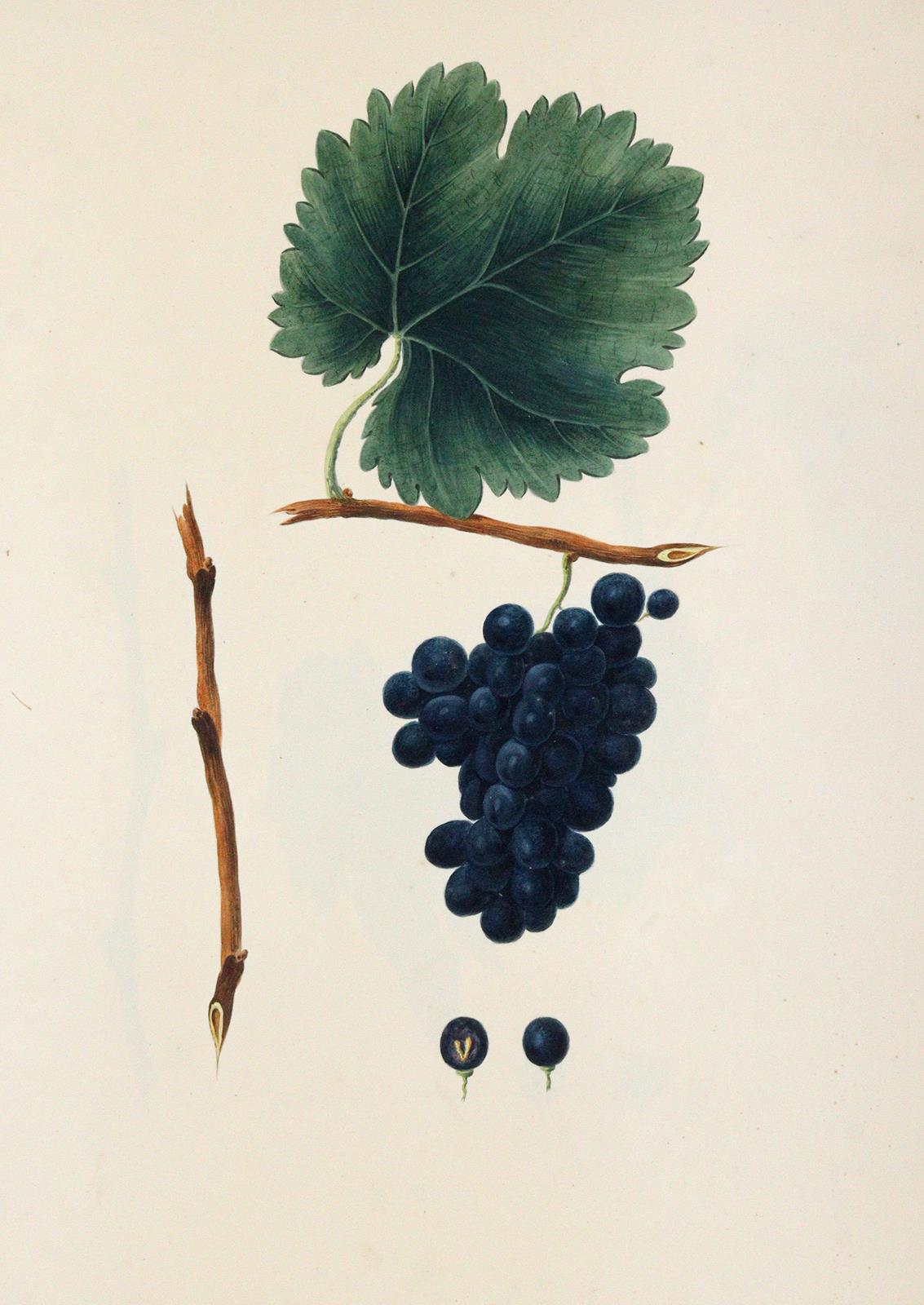 Kerner, Johann Simon von | Bild Nr.3