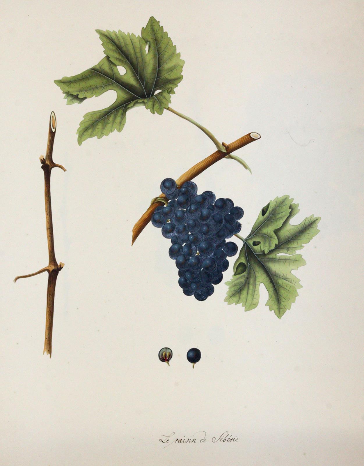 Kerner, Johann Simon von | Bild Nr.5