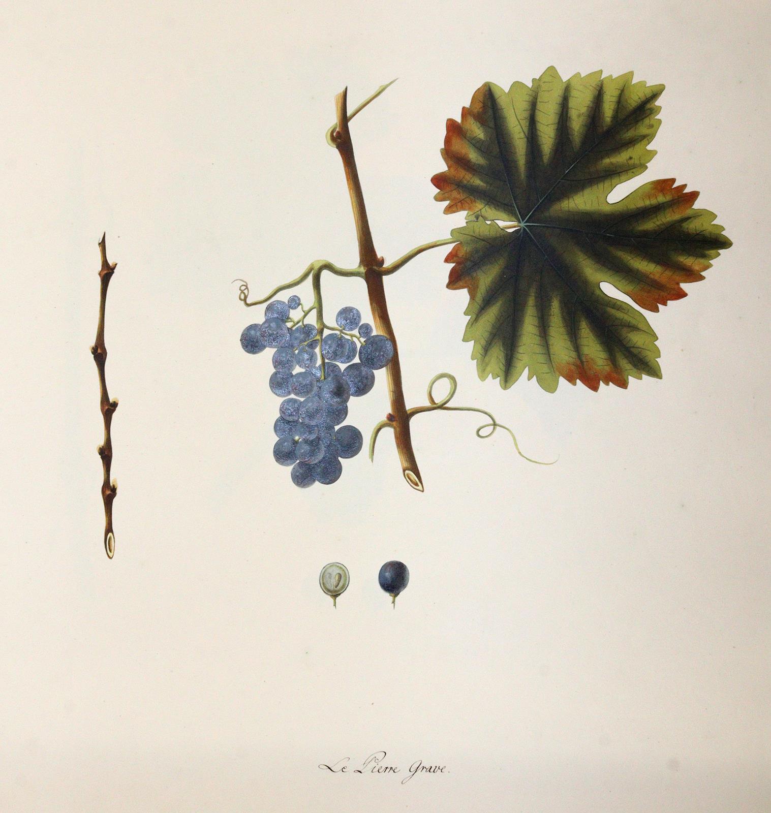 Kerner, Johann Simon von | Bild Nr.6
