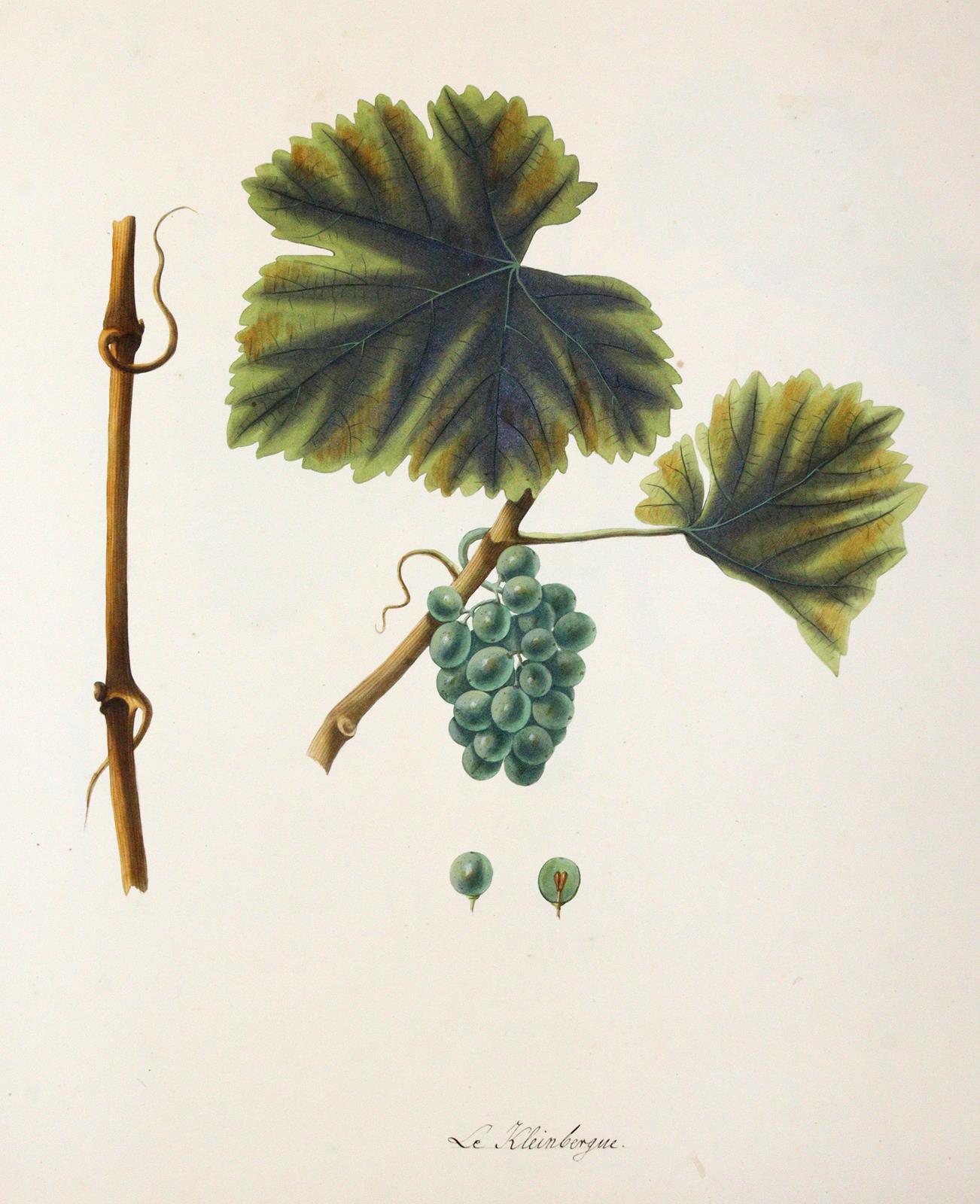 Kerner, Johann Simon von | Bild Nr.7