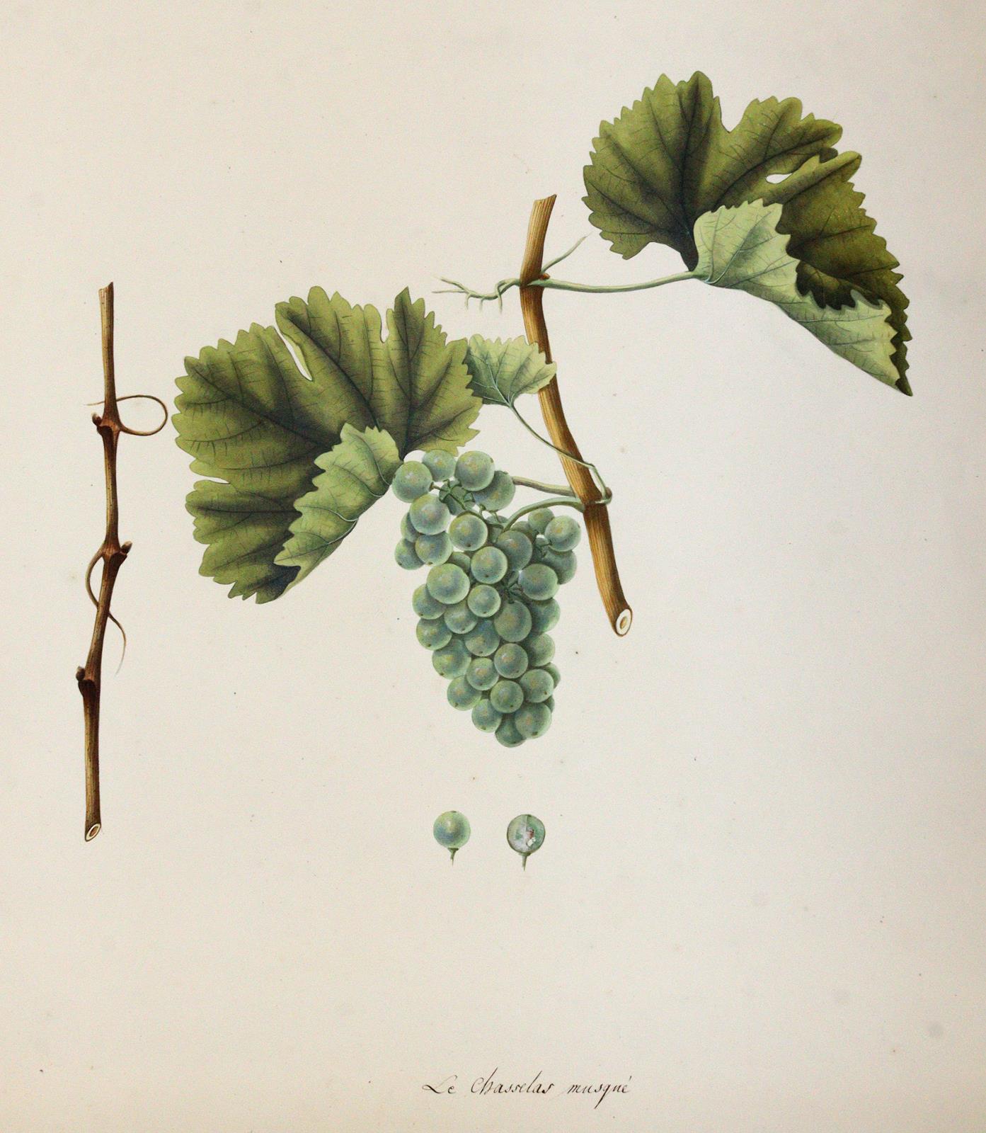 Kerner, Johann Simon von | Bild Nr.8