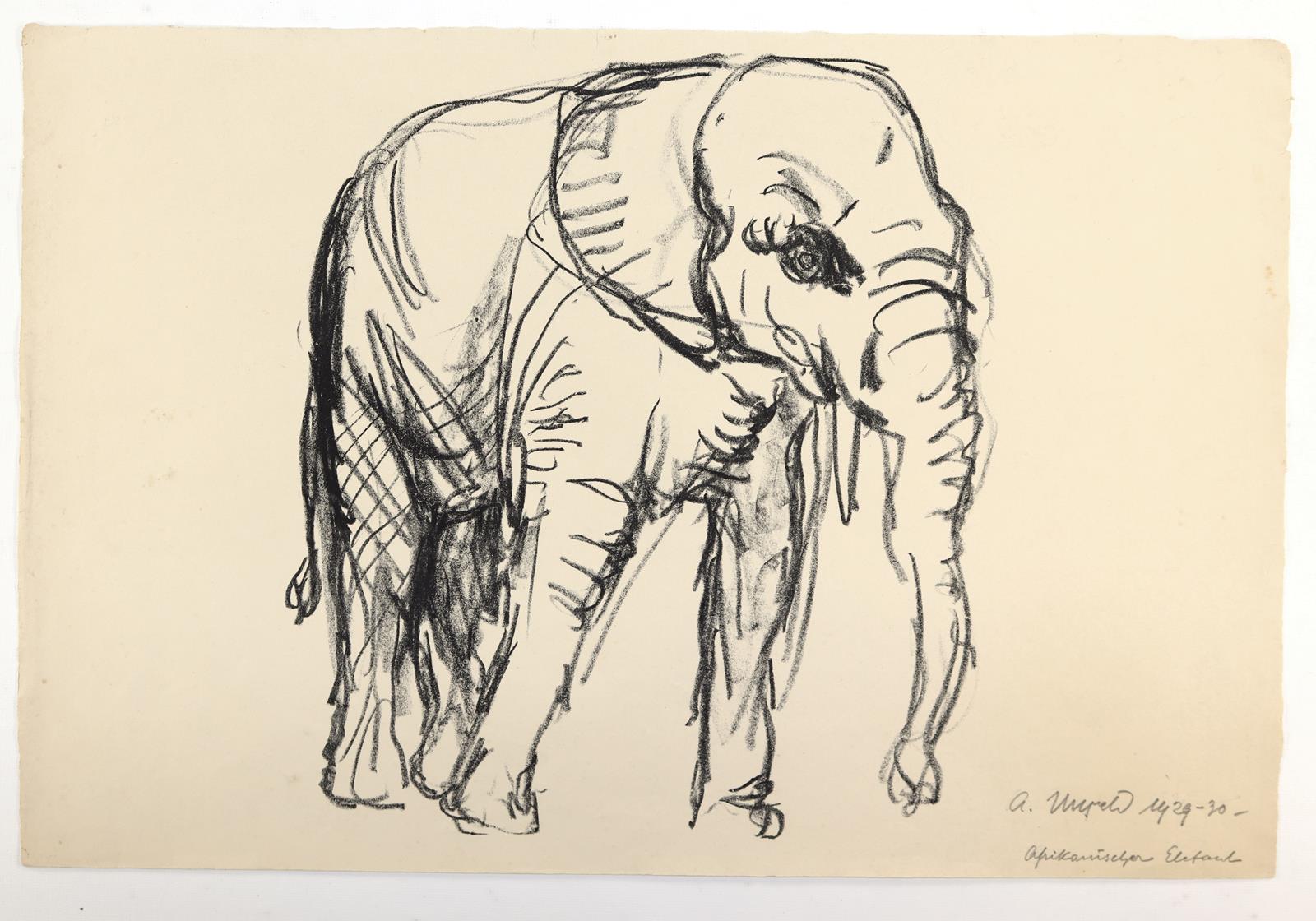 Panther, | Bild Nr.2