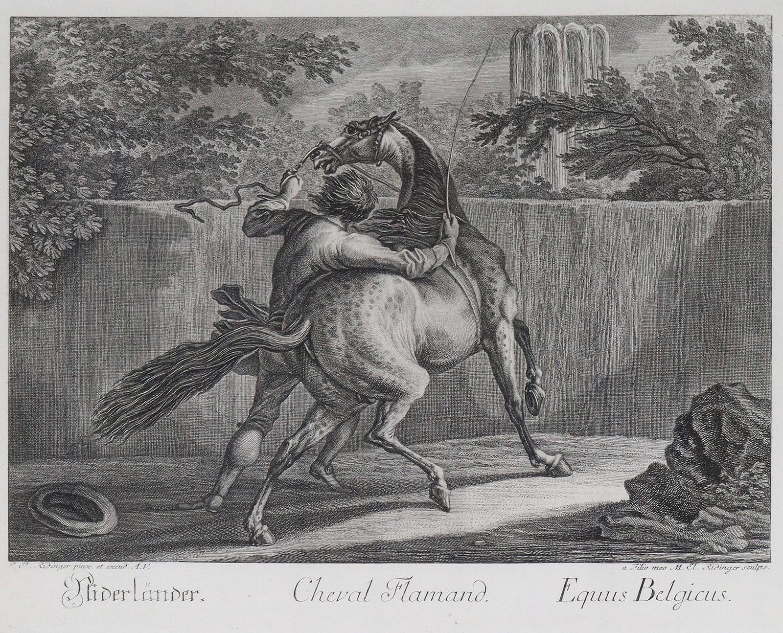 Riedinger, Johann Elias | Bild Nr.6