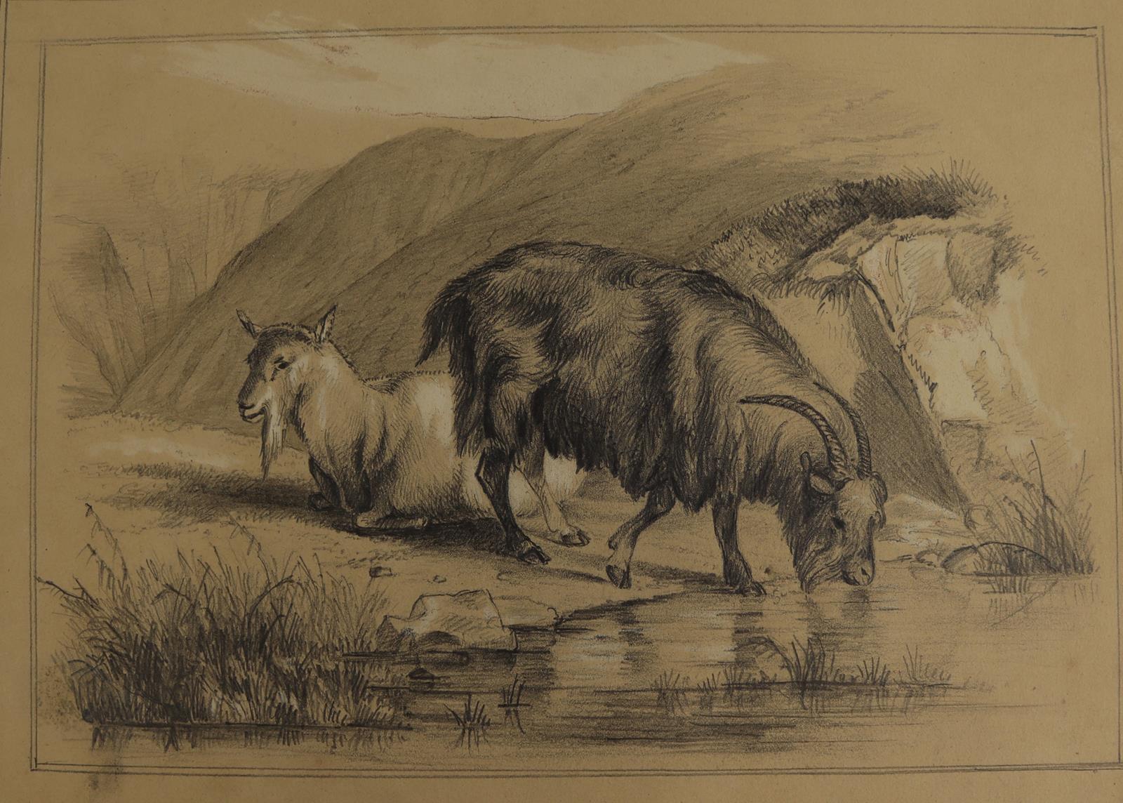 Tiere. | Bild Nr.3