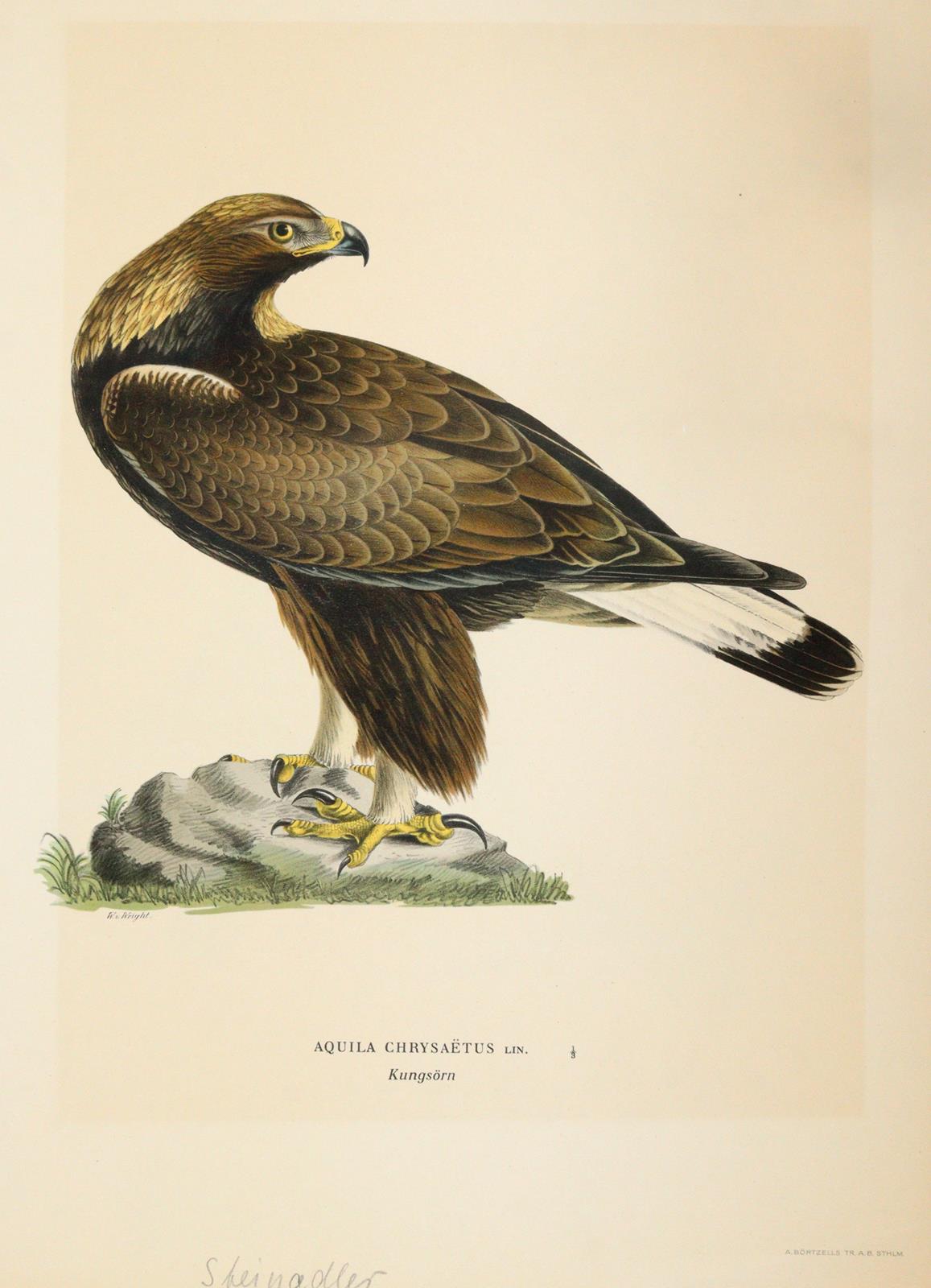 Wright, Magnus u. Willhelm von | Bild Nr.2