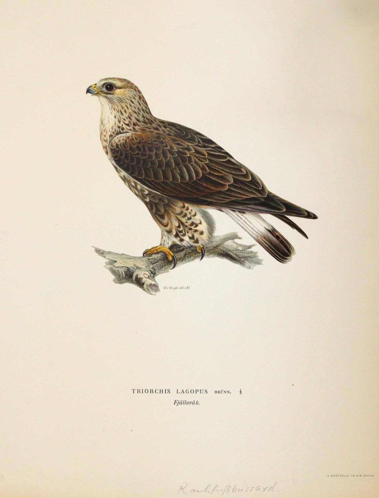 Wright, Magnus u. Willhelm von | Bild Nr.3
