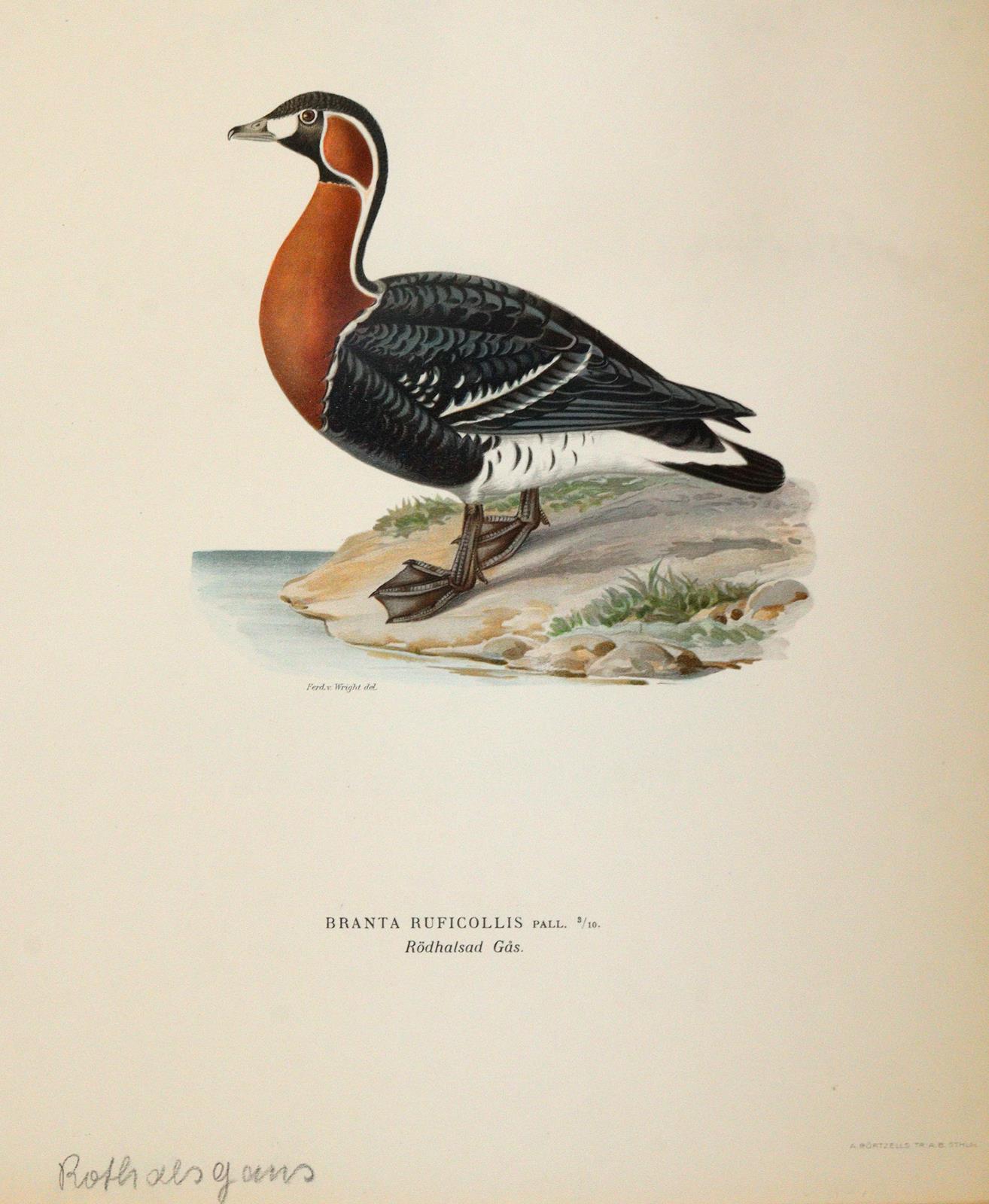Wright, Magnus u. Willhelm von | Bild Nr.6