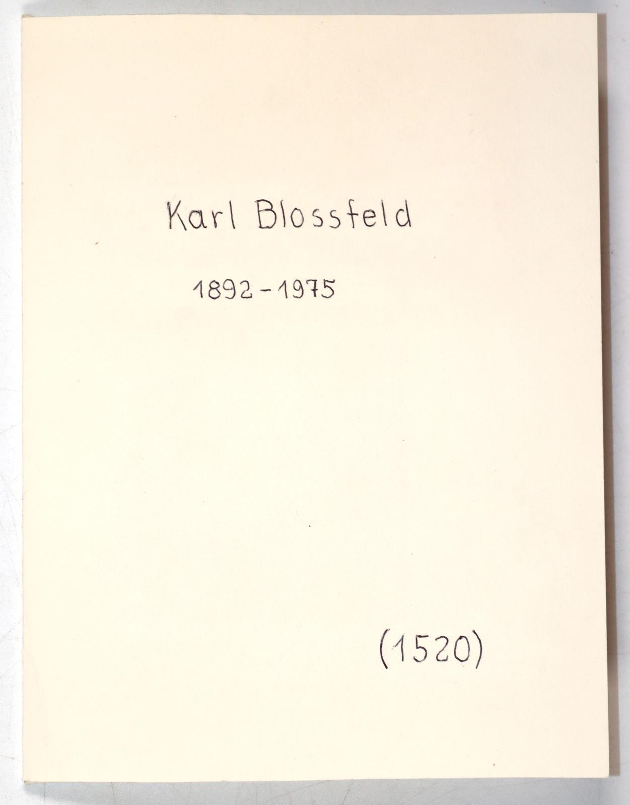 Blossfeld, Karl | Bild Nr.2